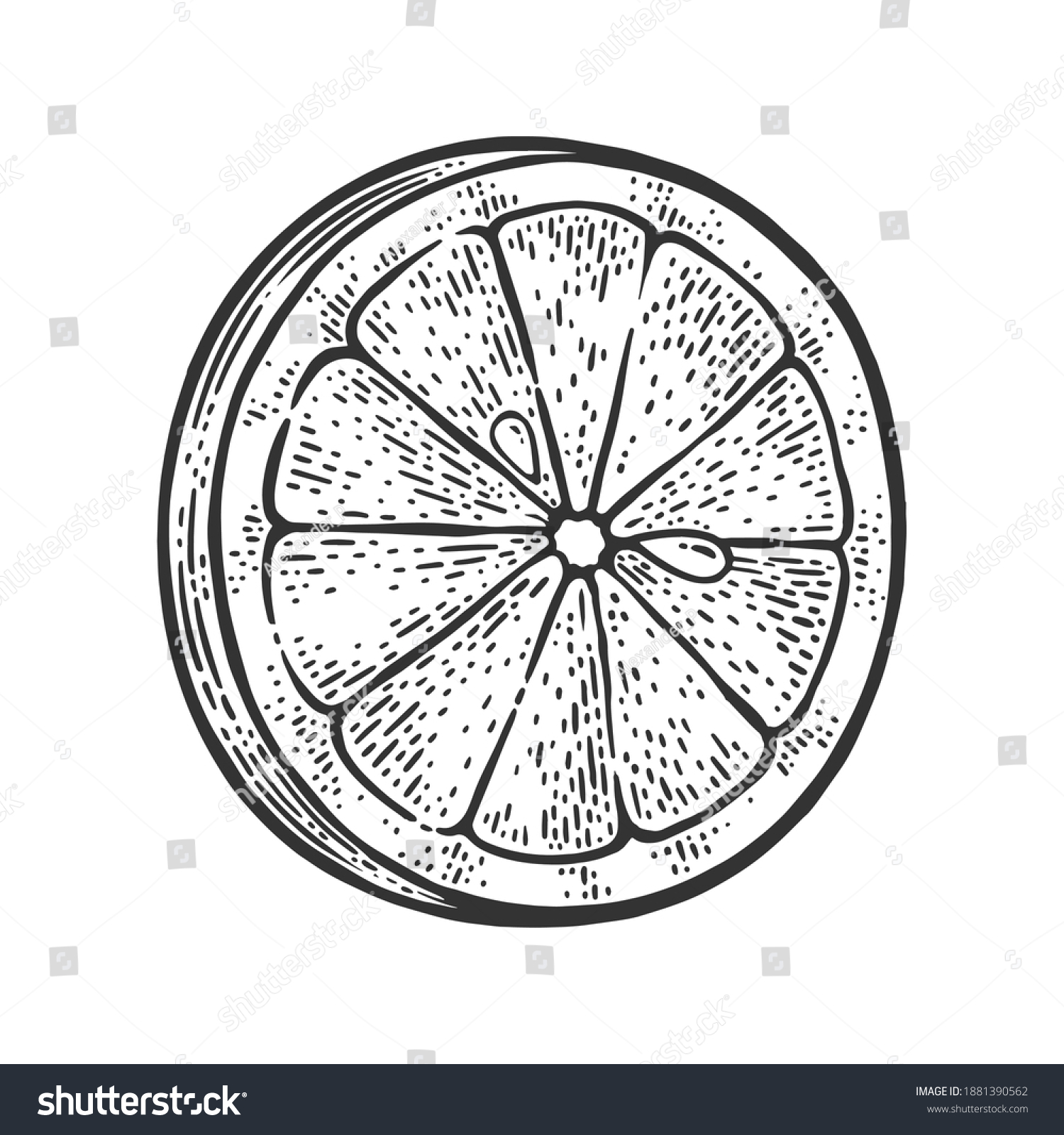 Lemon Slice Sketch Engraving Vector Illustration Stock Vector (Royalty ...