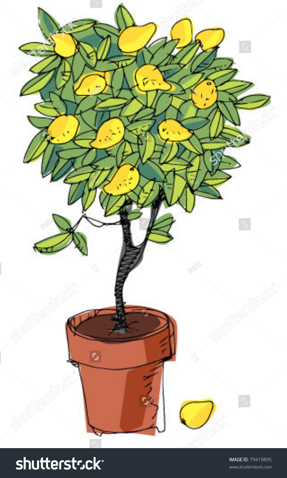 Lemon Tree Stock Vector 79419895 : Shutterstock