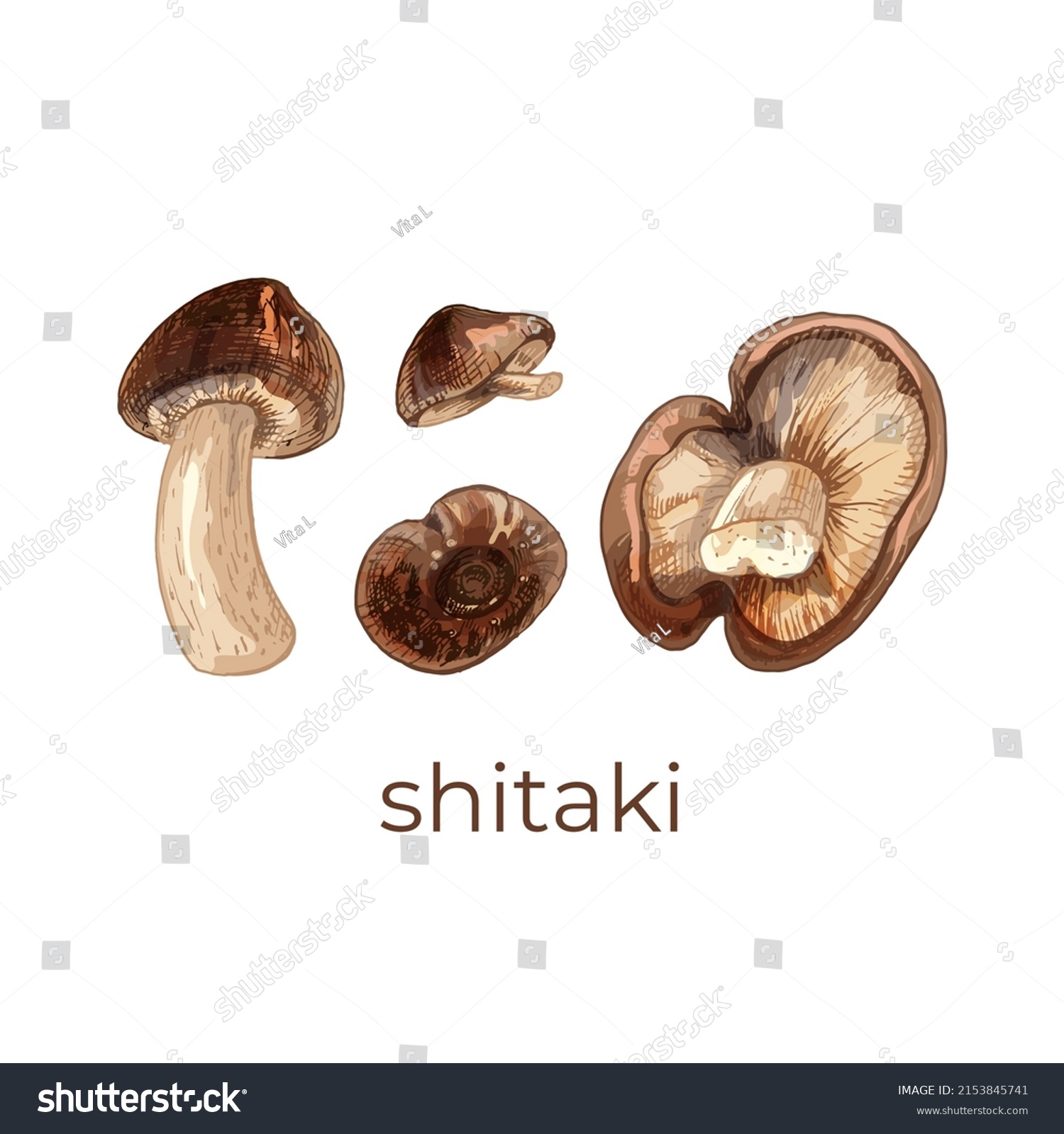 Lentinula Edible Japanese Forest Plate Mushroom Stock Vector (Royalty ...