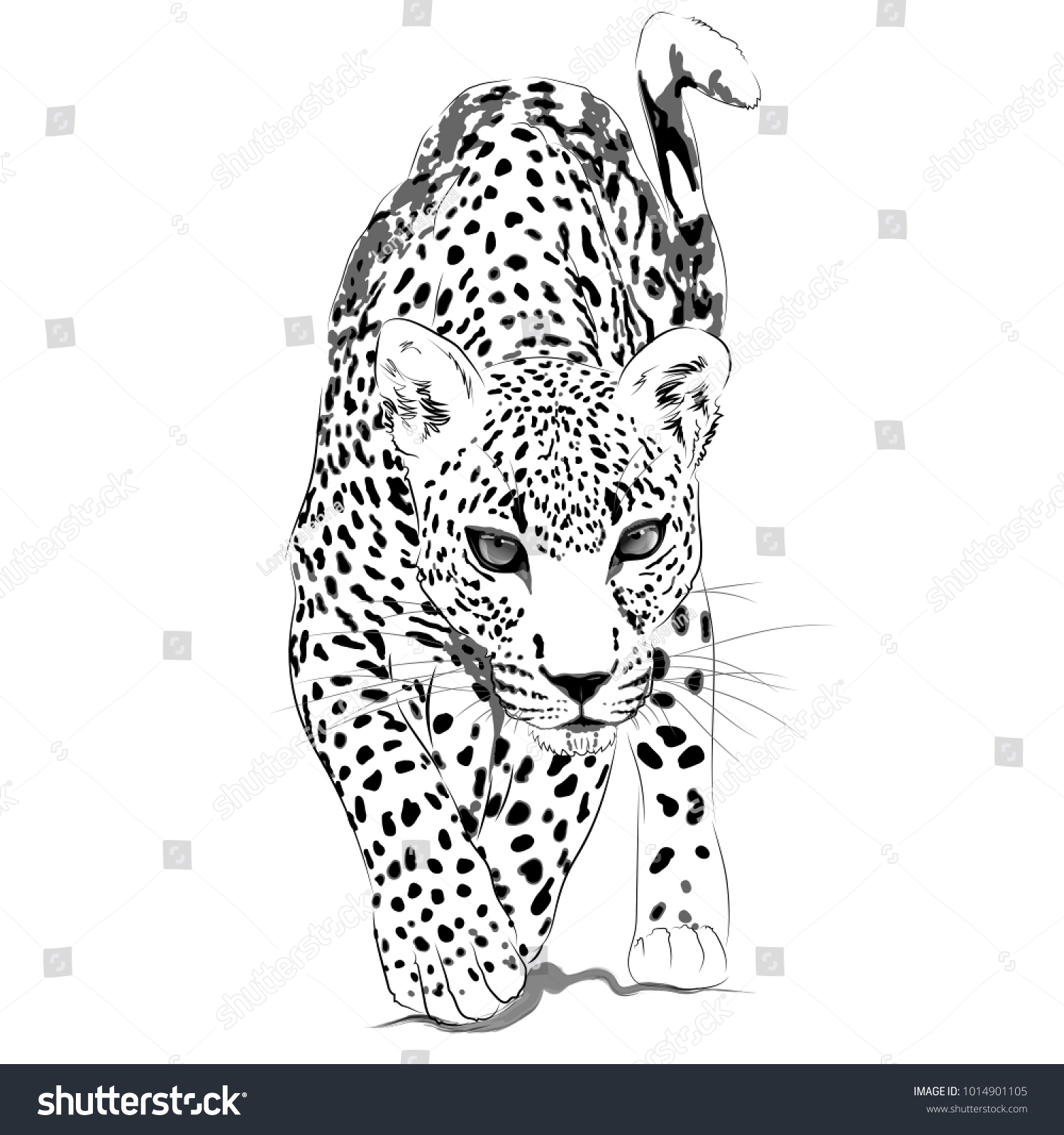 black and white leopard walking forward clip art preview