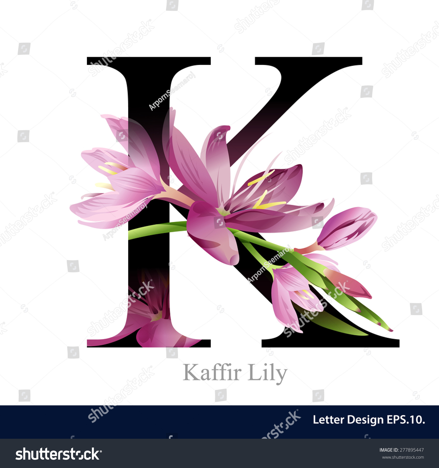 Download Letter K Vector Alphabet Kaffir Lily Stock Vector 277895447 - Shutterstock