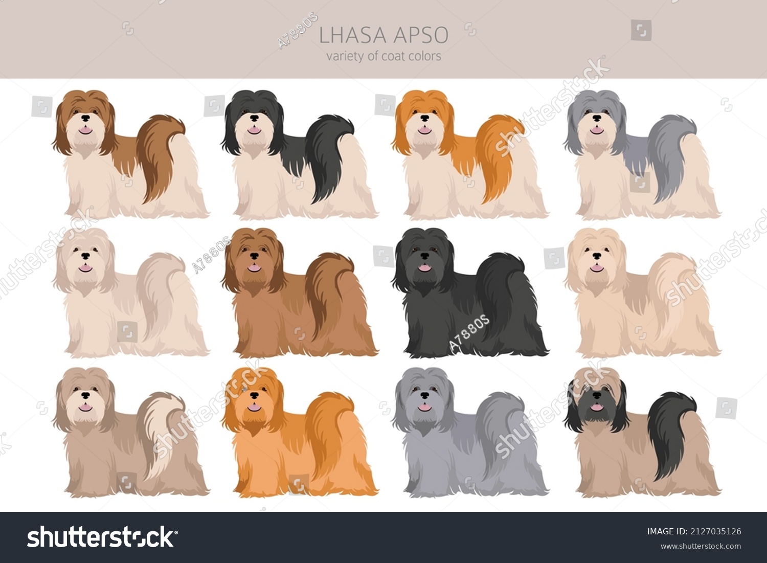 Lhasa Apso Clipart Different Poses Coat Stock Vector (royalty Free 