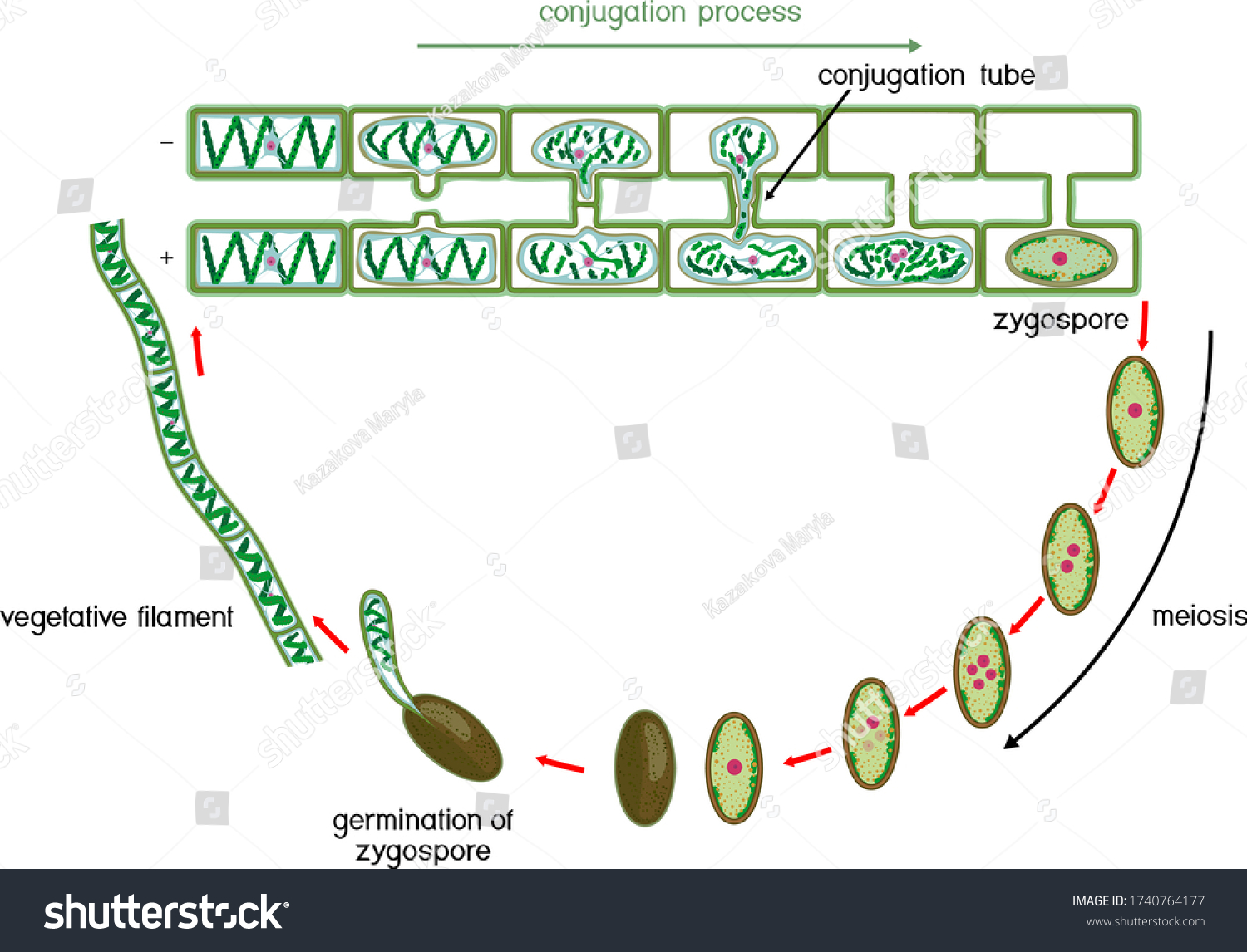 Vektor Stok Life Cycle Lateral Conjugation Spirogyra Charophyte Tanpa Royalti 1740764177 