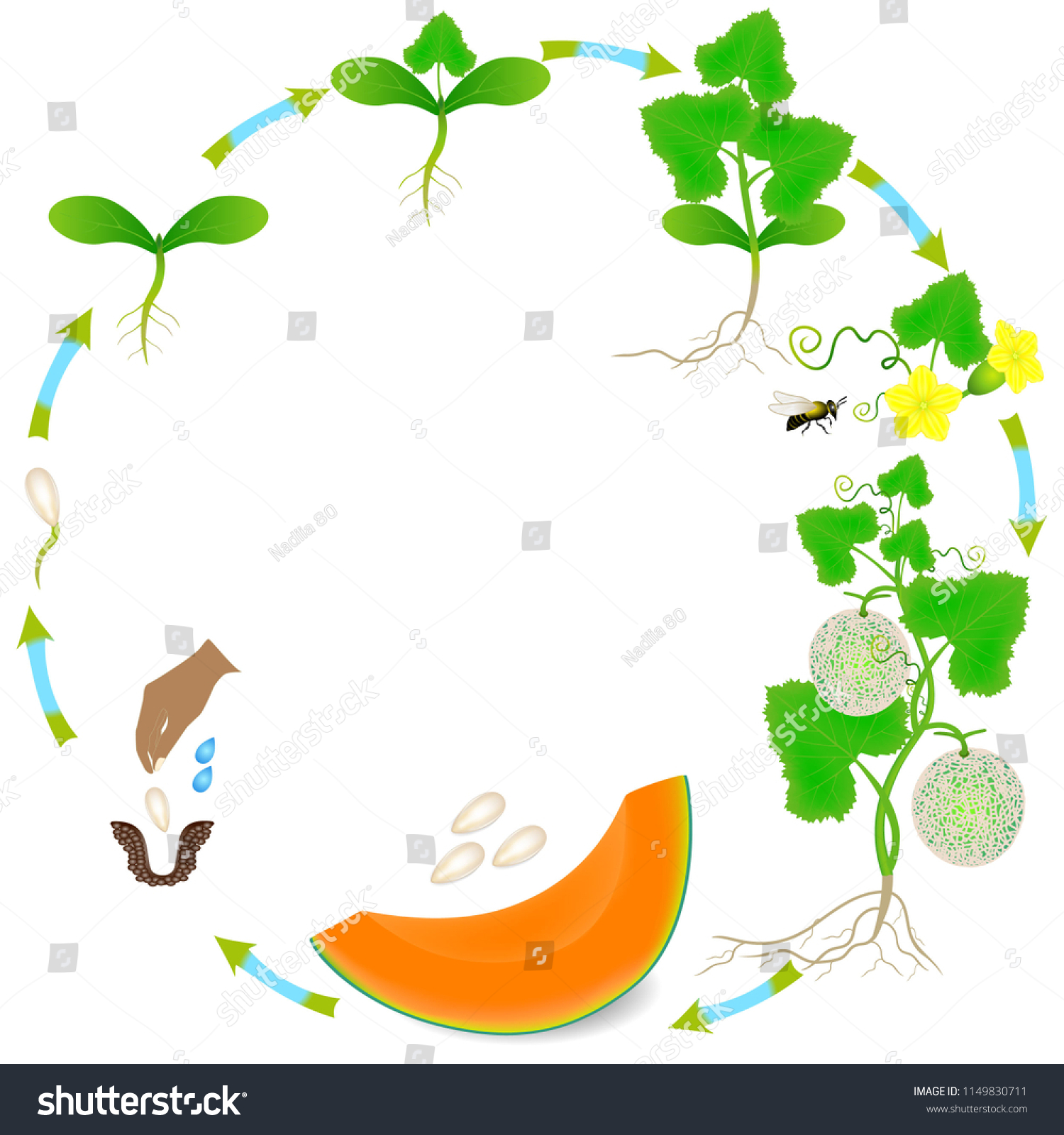 Life Cycle Cantaloupe Melon Plant On Stock Vector (Royalty Free) 1149830711