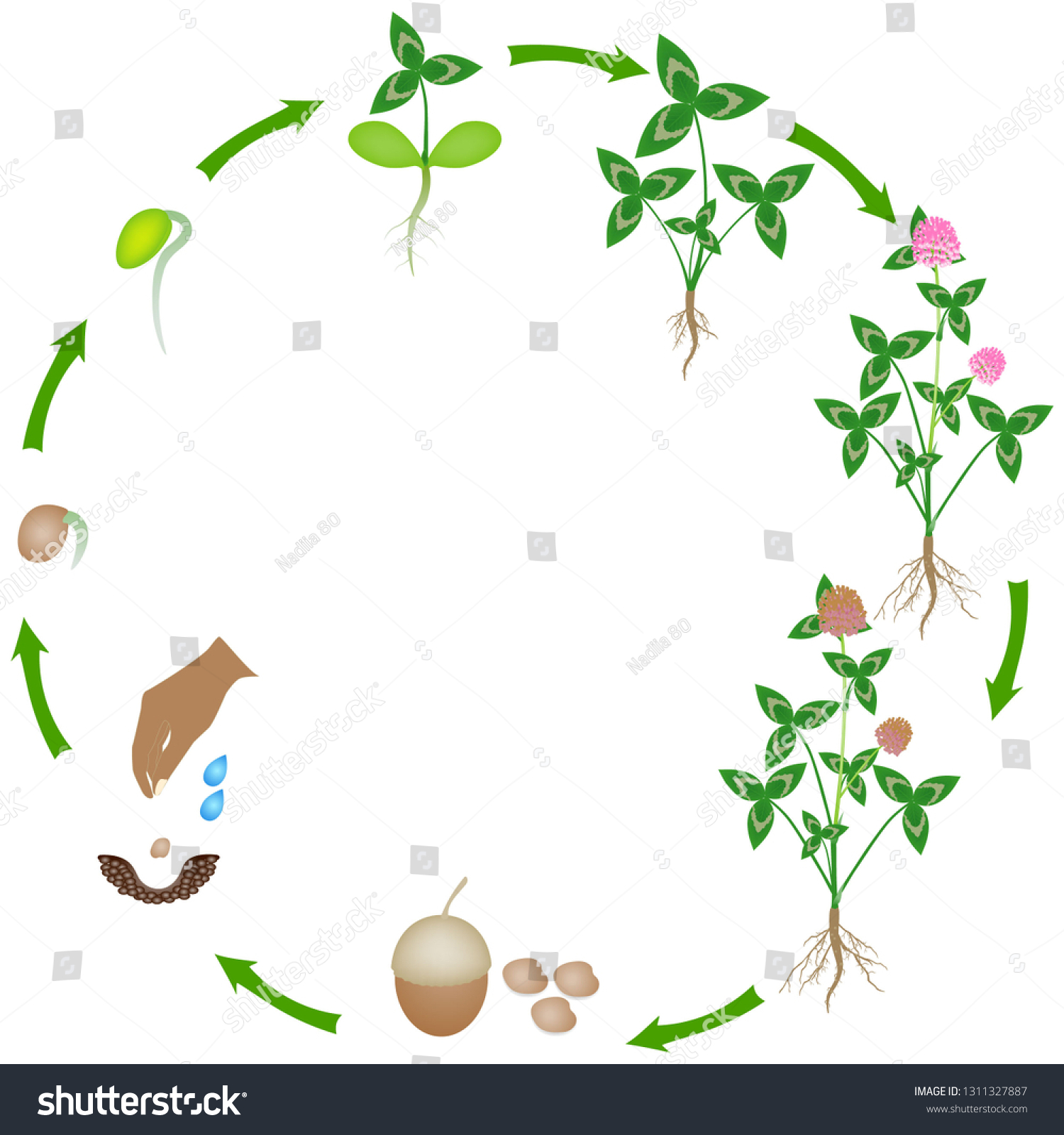 Life Cycle Clover Plant On White Stock Vector (Royalty Free) 1311327887 ...