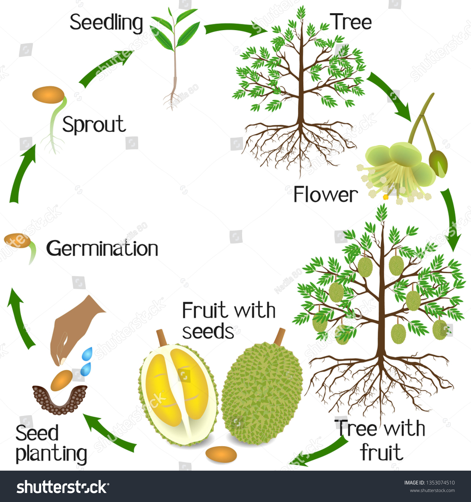 Life Cycle Durian Plant On White Stock Vector (royalty Free) 1353074510 