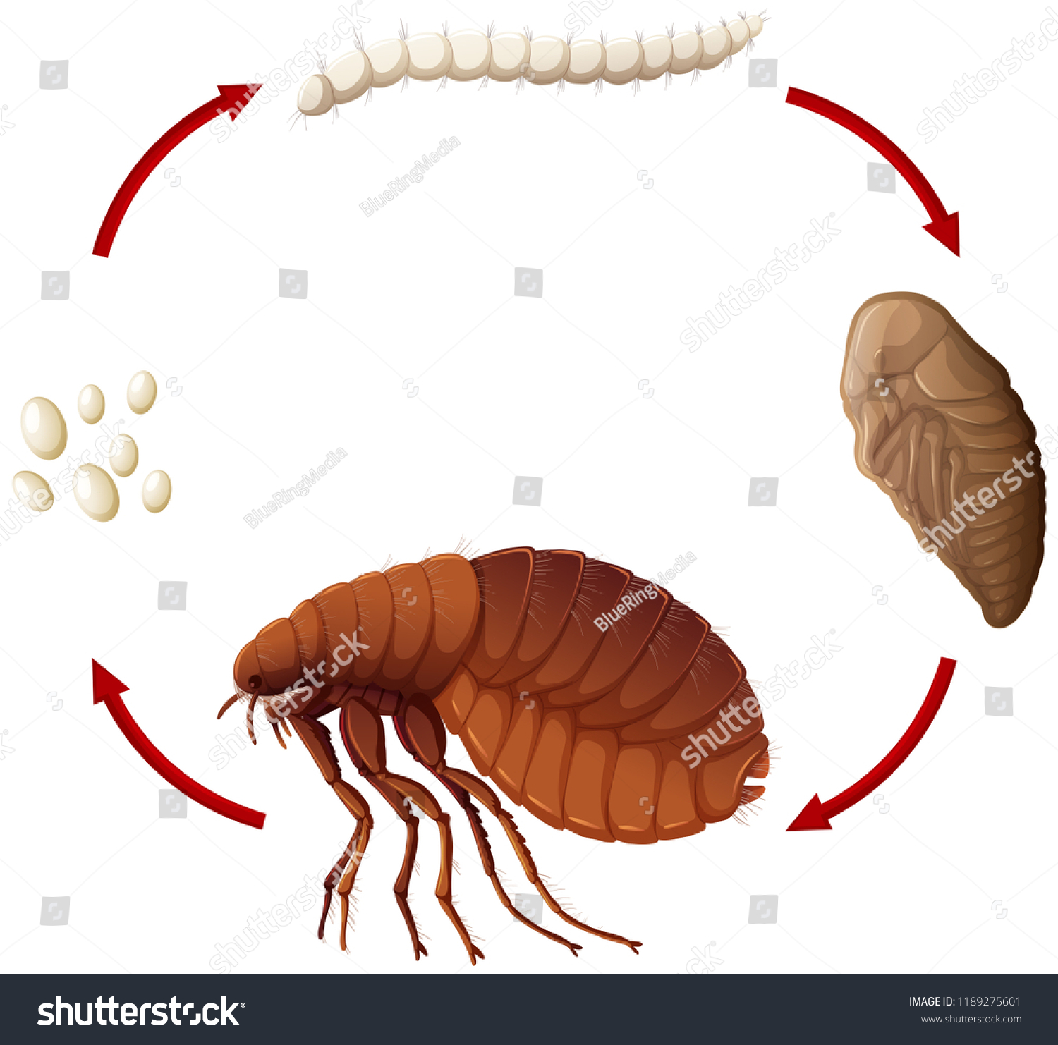 23,363 Puce insecte Images, Stock Photos & Vectors | Shutterstock