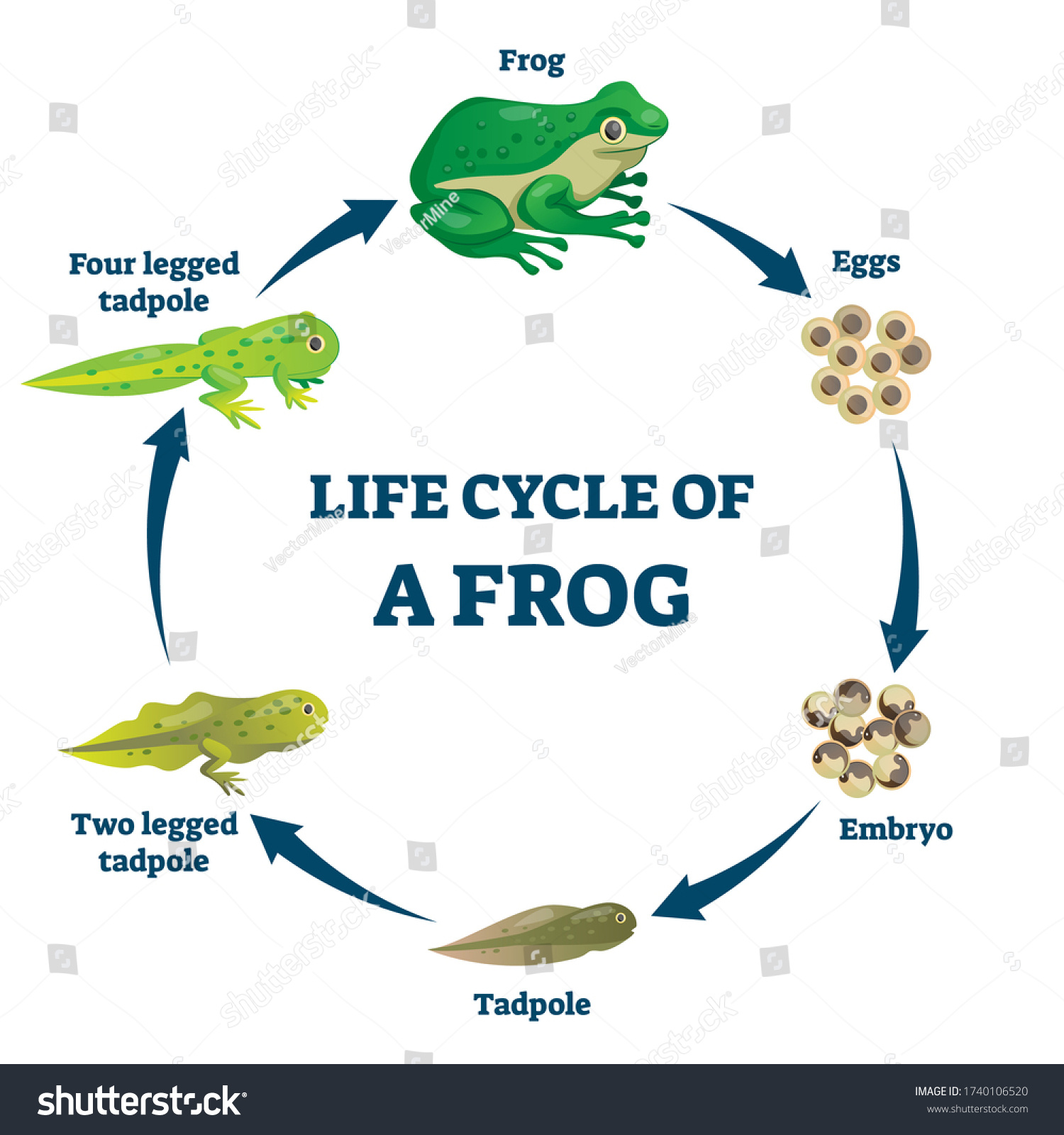 Vector Illustration Of Life Cycle Of Frog Canstock - vrogue.co