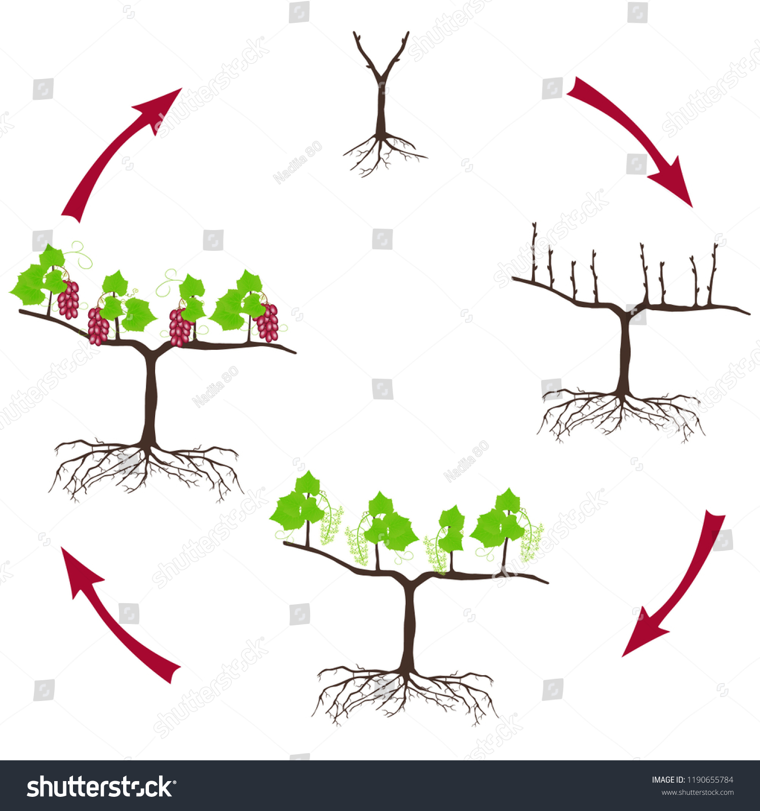Life Cycle Grapes Plant On White Stock Vector (Royalty Free) 1190655784