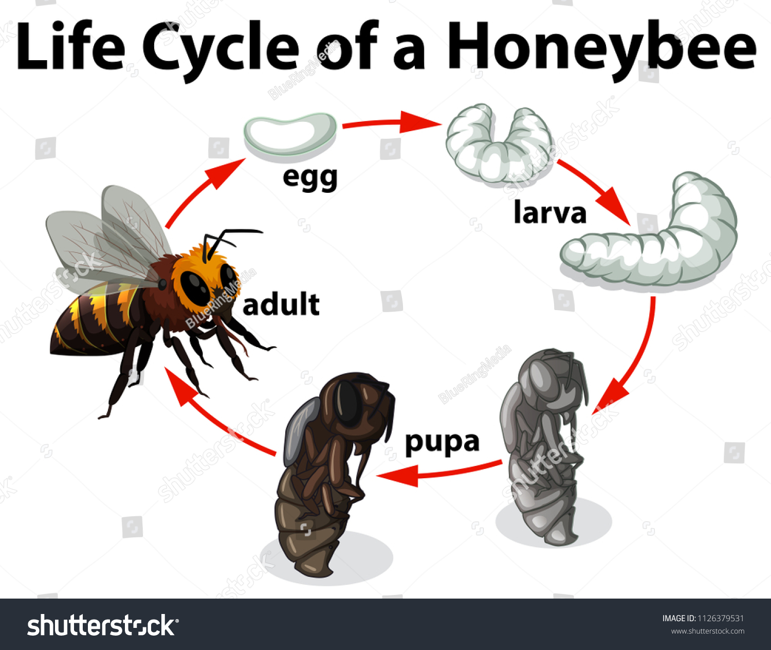 27,038 Honey bee life Images, Stock Photos & Vectors | Shutterstock