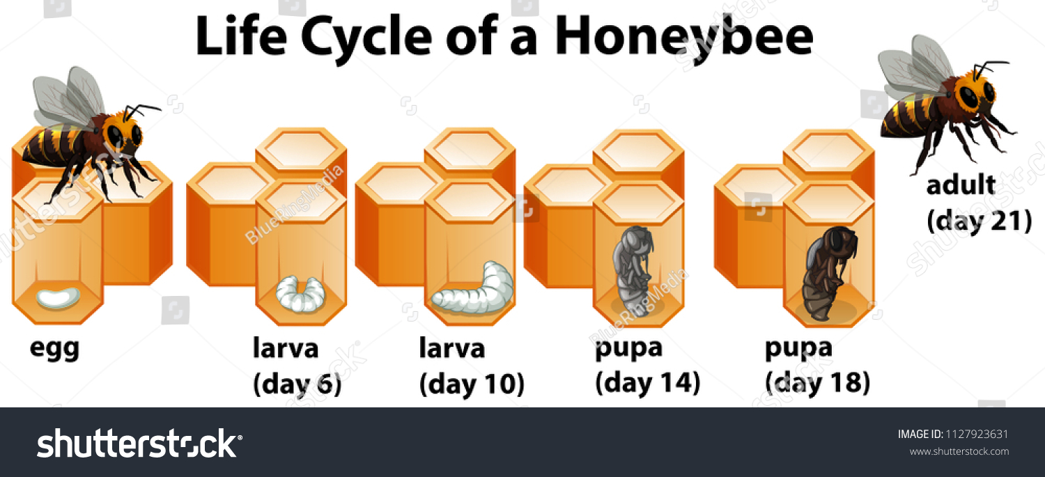 1,037 Bee life cycle Images, Stock Photos & Vectors | Shutterstock