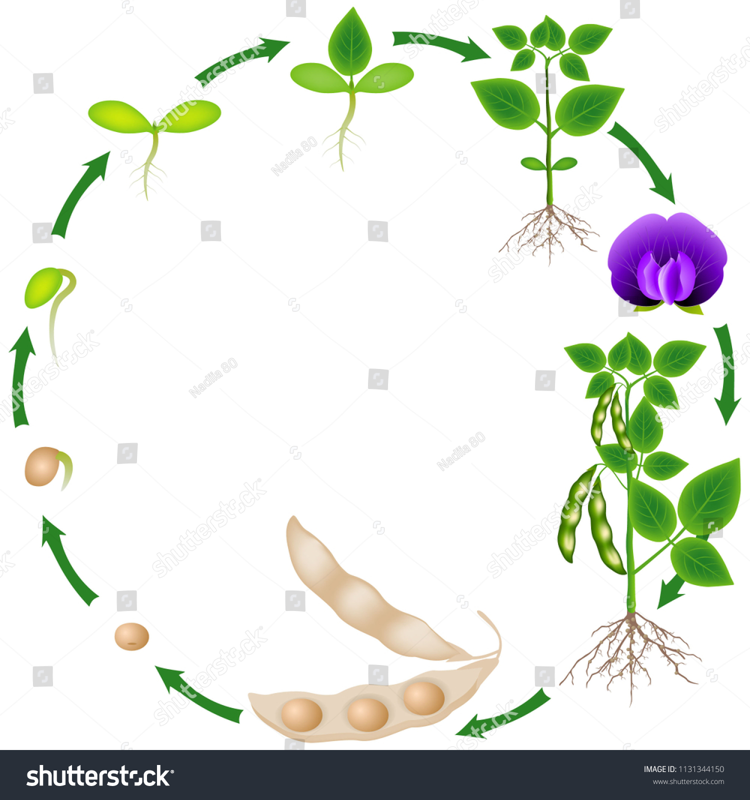 Life Cycle Soybean Plant On White Stock Vector (Royalty Free ...