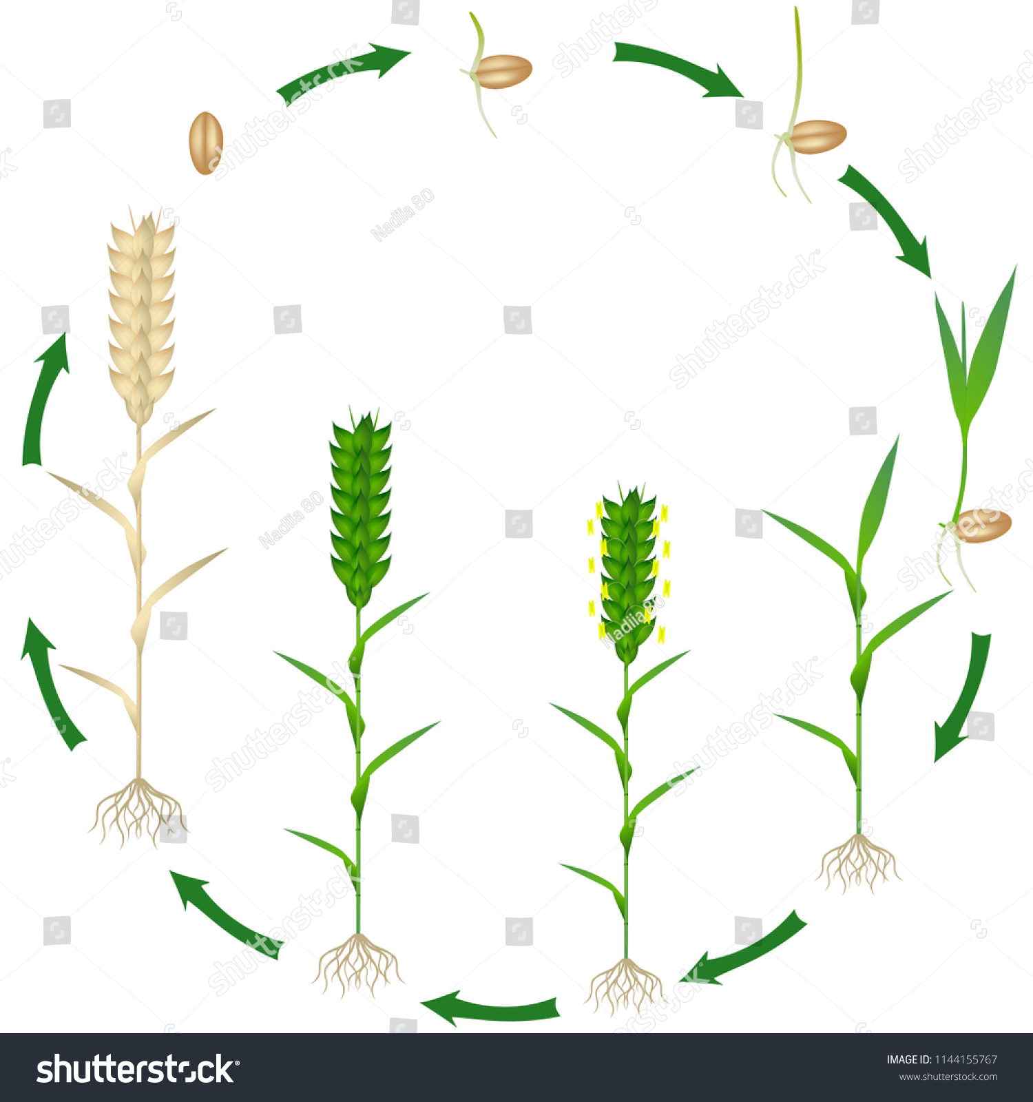 Life Cycle Wheat Plant Plant On Stock Vector (Royalty Free) 1144155767
