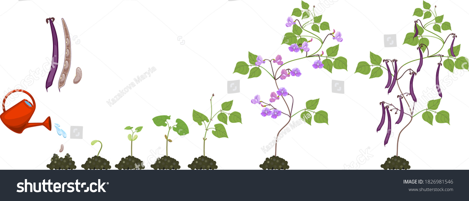 Life Cycle Bean Plant Growth Stages Stock Vector (Royalty Free ...