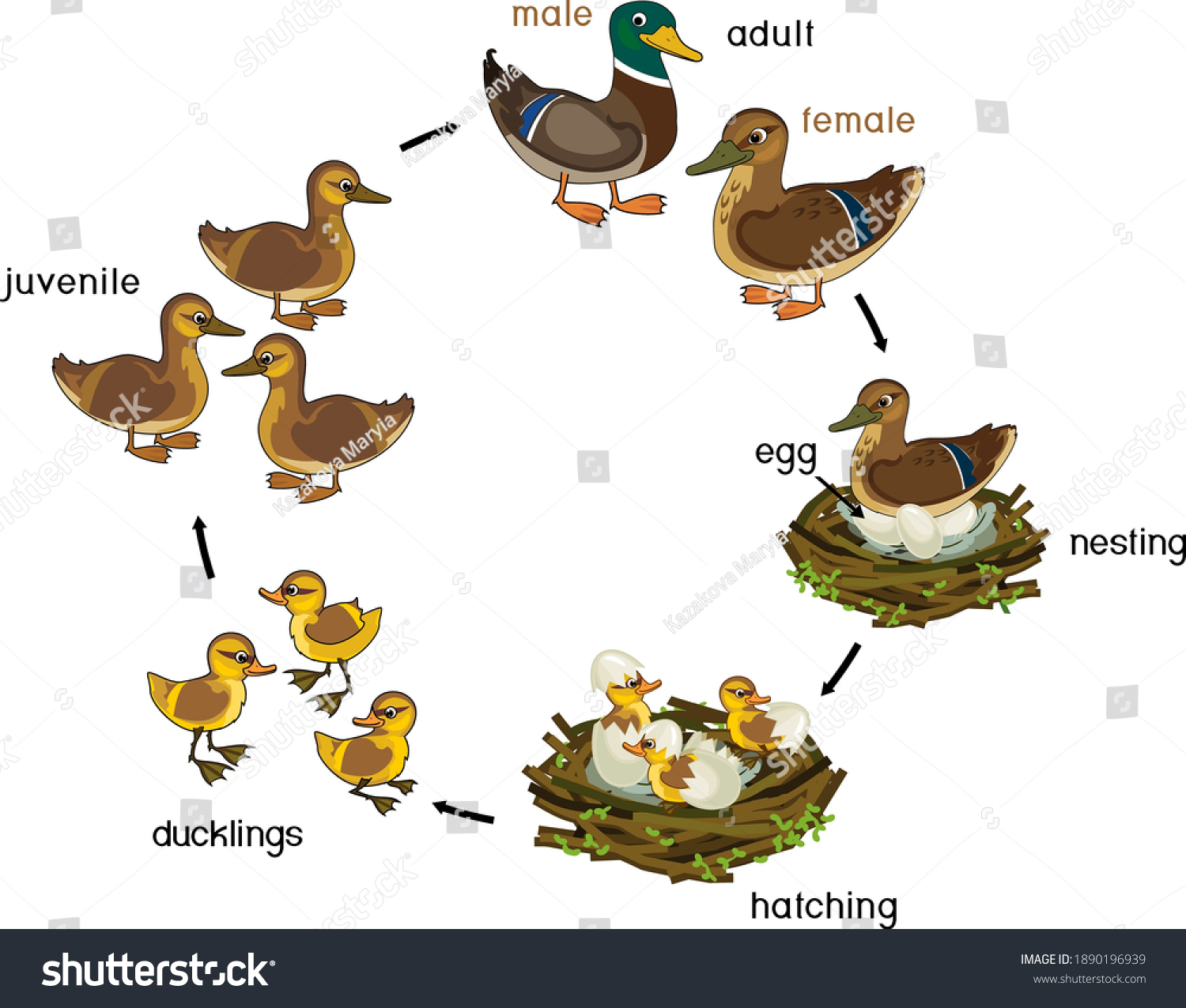 Ducks life Images, Stock Photos & Vectors Shutterstock