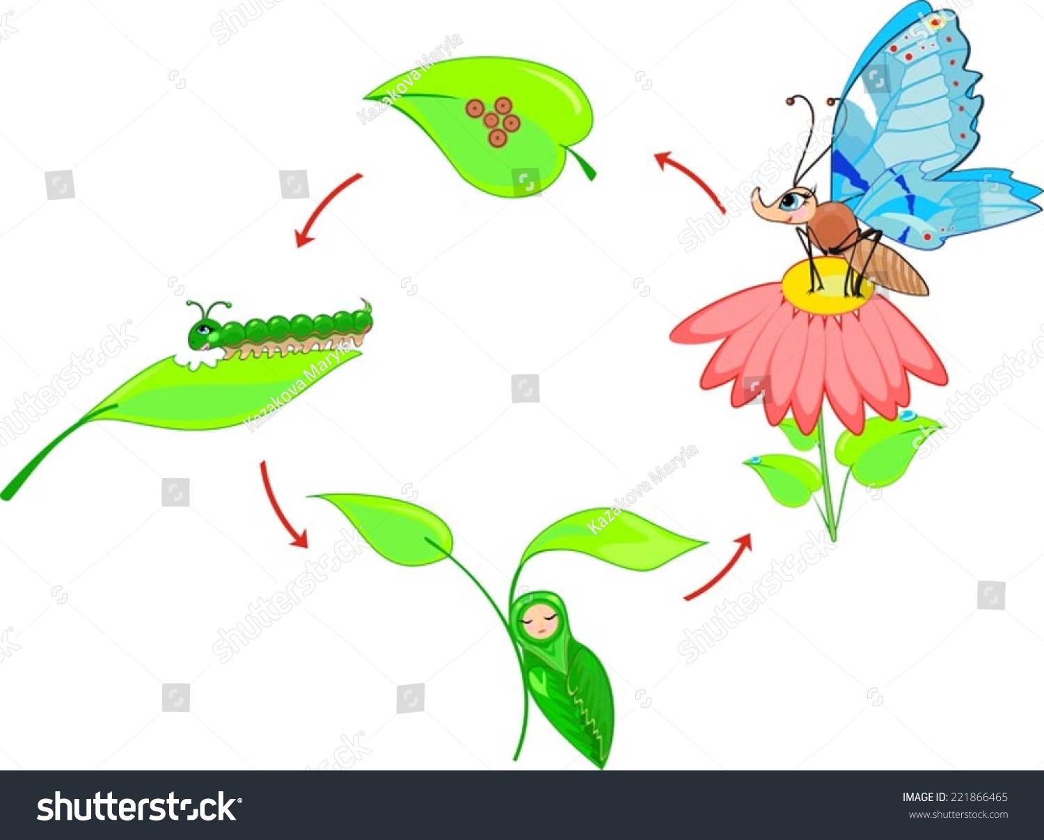 Life Cycle Of Butterfly Stock Vector Illustration 221866465 : Shutterstock