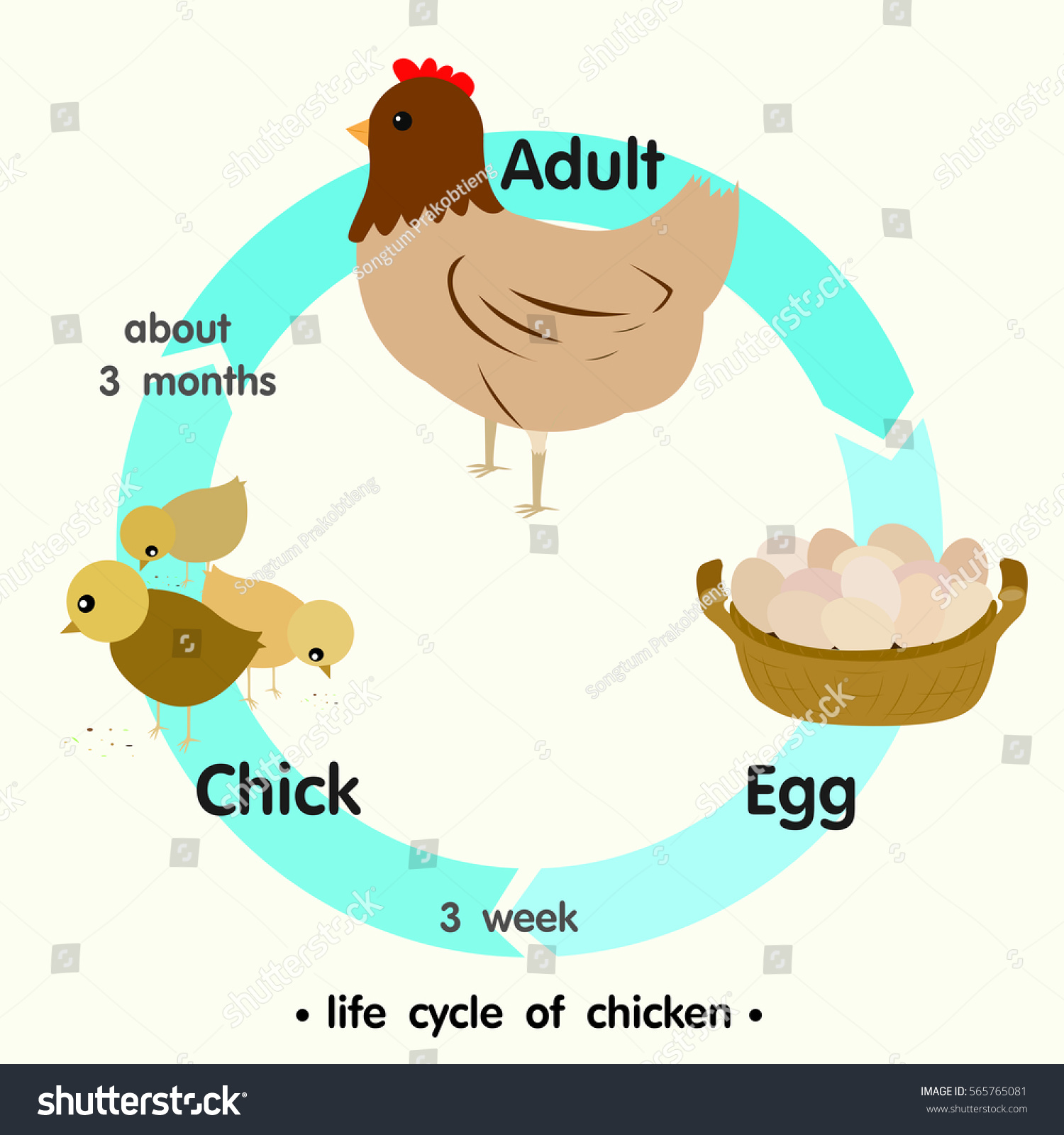 Life Cycle Chicken Vector Illustration Stock Vector (Royalty Free ...