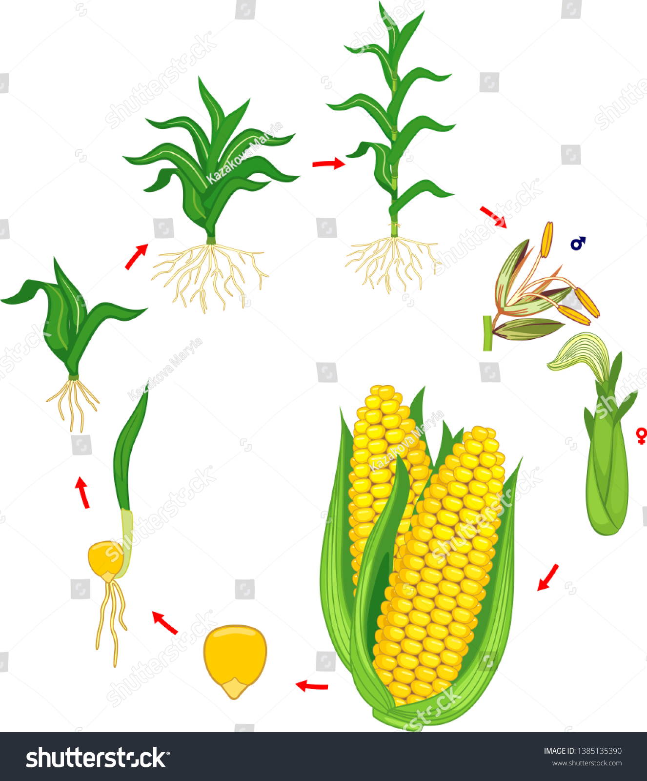 Draw The Life Cycle Of Maize