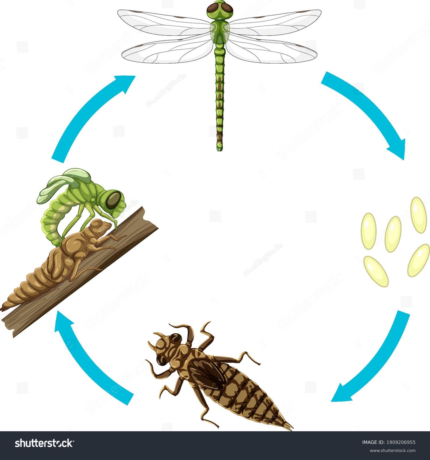 560 Life Cycle Of Dragonfly Bilder, Stockfotos Und Vektorgrafiken ...