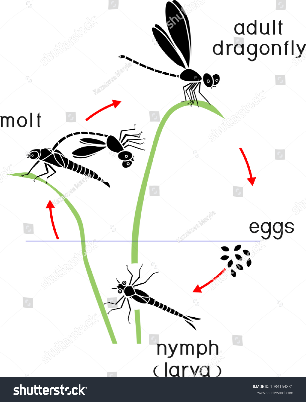 Vektor Stok Life Cycle Dragonfly Sequence Stages Development Tanpa Royalti 1084164881