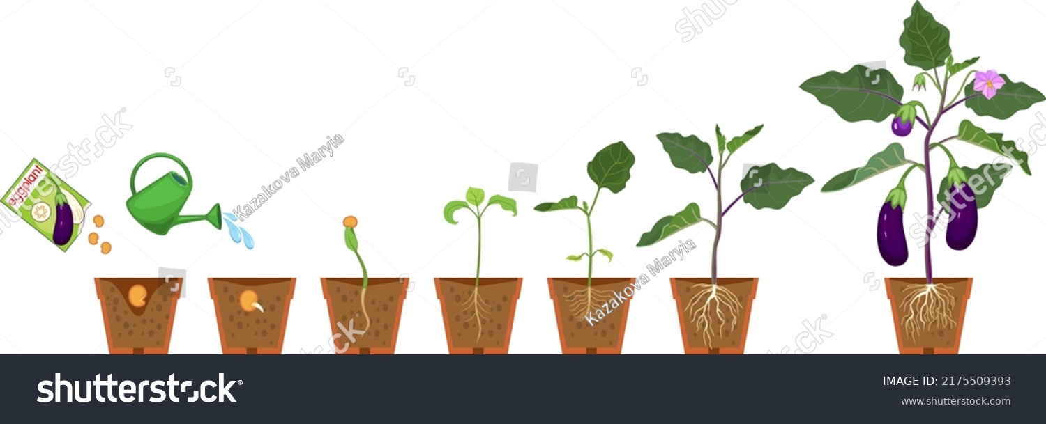 Life Cycle Of Eggplant Growth Stages From Royalty Free – NBKomputer