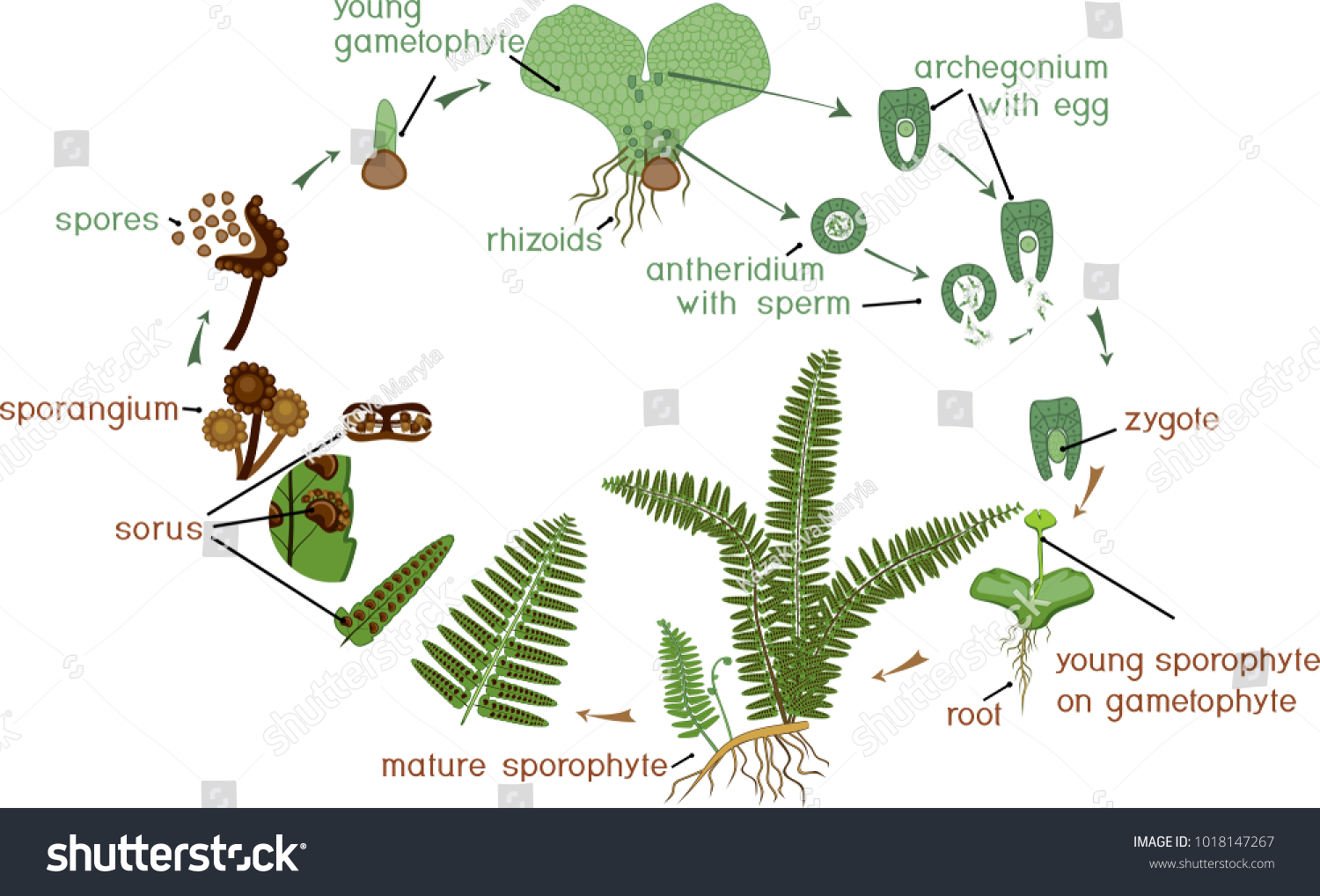 Life Cycle Fern Plant Life Cycle Stock Vector Royalty Free 1018147267 0506