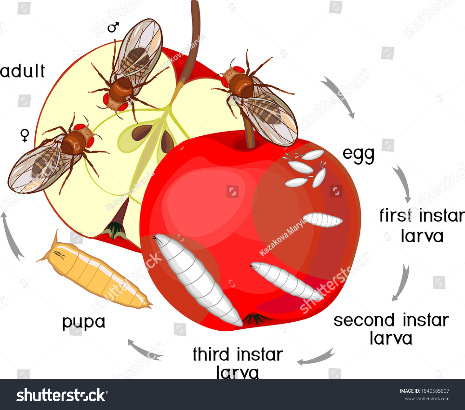 Stock Vector Life Cycle Of Fruit Fly Drosophila Melanogaster Sequence Of Stages Of Development Of Fruit Fly 1840585807 