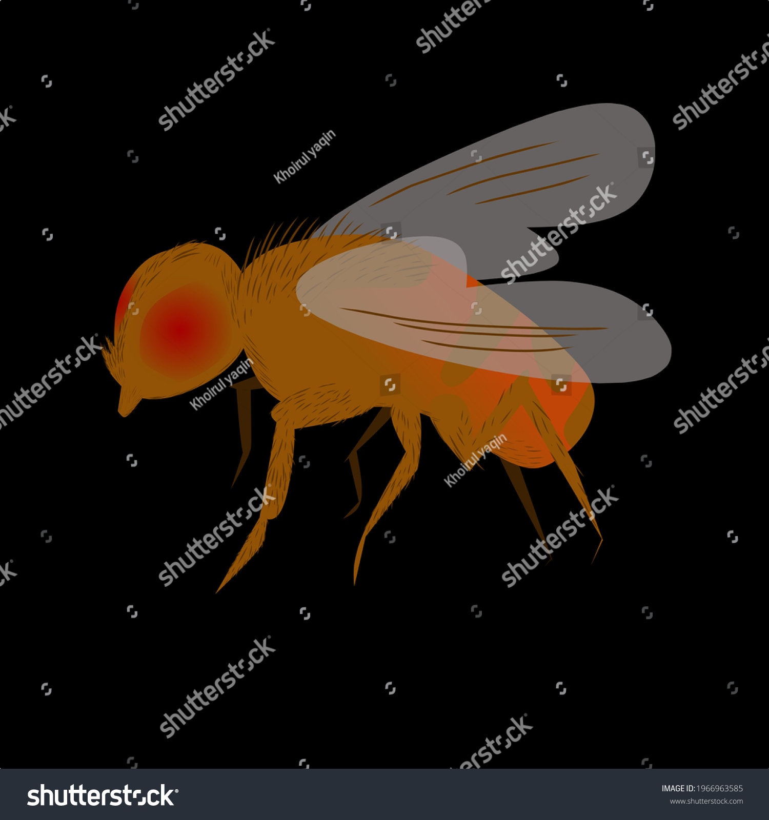 Life Cycle Fruit Fly Drosophila Melanogaster Vetor Stock Livre De Direitos 1966963585 