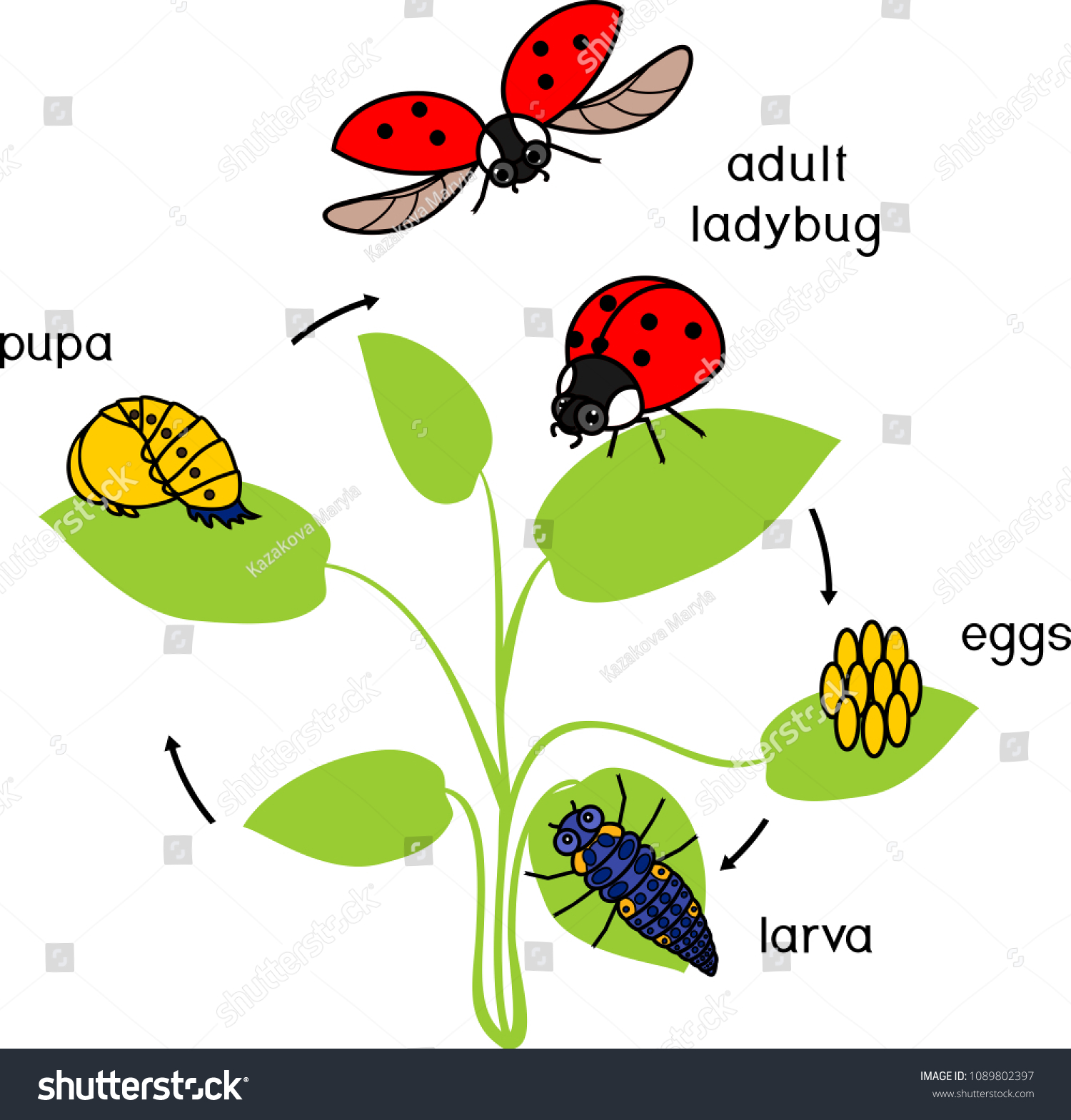 Life Cycle Ladybug Sequence Stages Development Stock Vector (Royalty ...