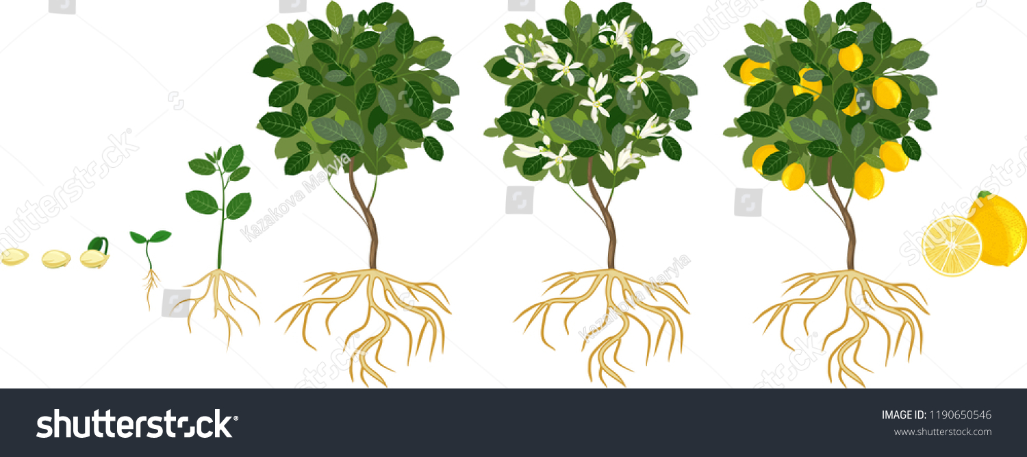 Life Cycle Lemon Tree Stages Growth Stock Vector Royalty Free 1190650546