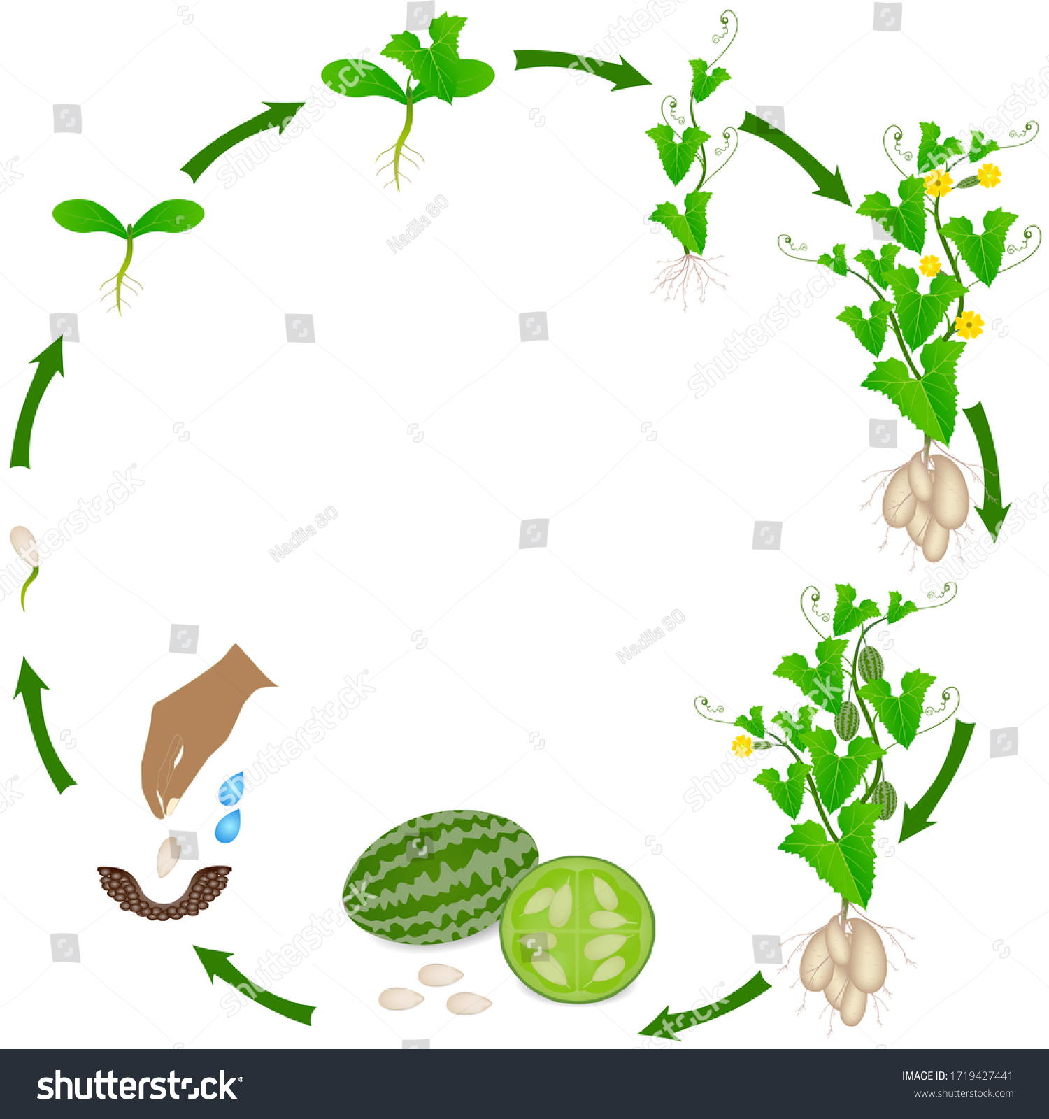 Life Cycle Melothria Scabra Aka Cucamelon Stock Vector (royalty Free 