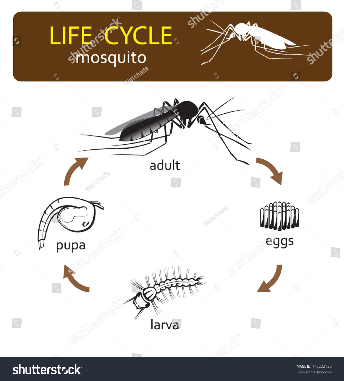 Life Cycle Of Mosquito Stock Vector 148202120 : Shutterstock