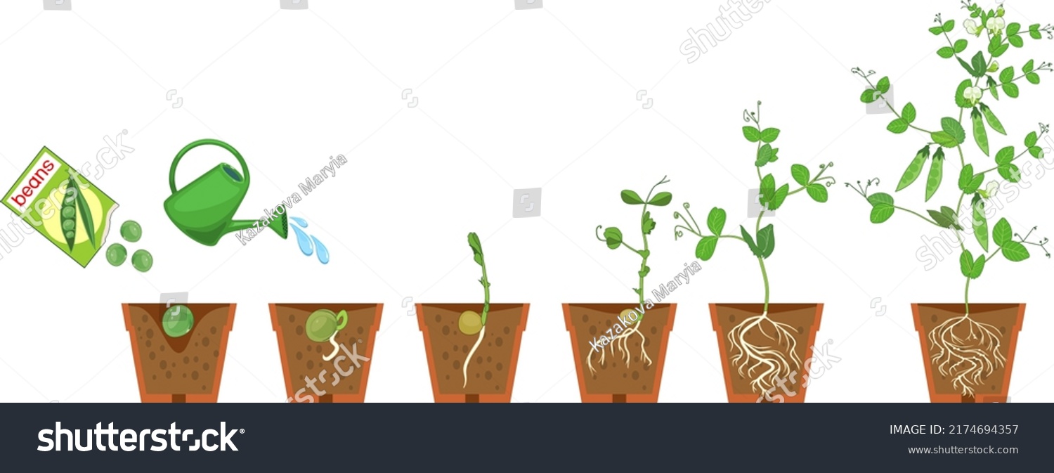 Life Cycle Pea Plant Growth Stages Stock Vector (Royalty Free ...