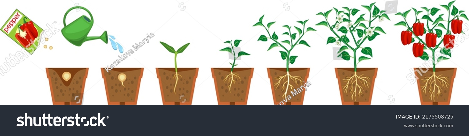 Life Cycle Pepper Plant Growth Stages Stock Vector (Royalty Free ...