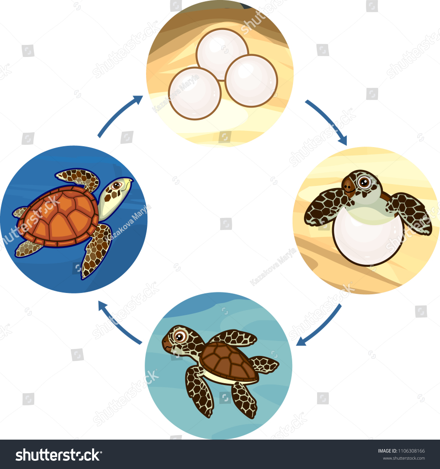 Life Cycle Sea Turtle Sequence Stages Stock Vector Royalty Free