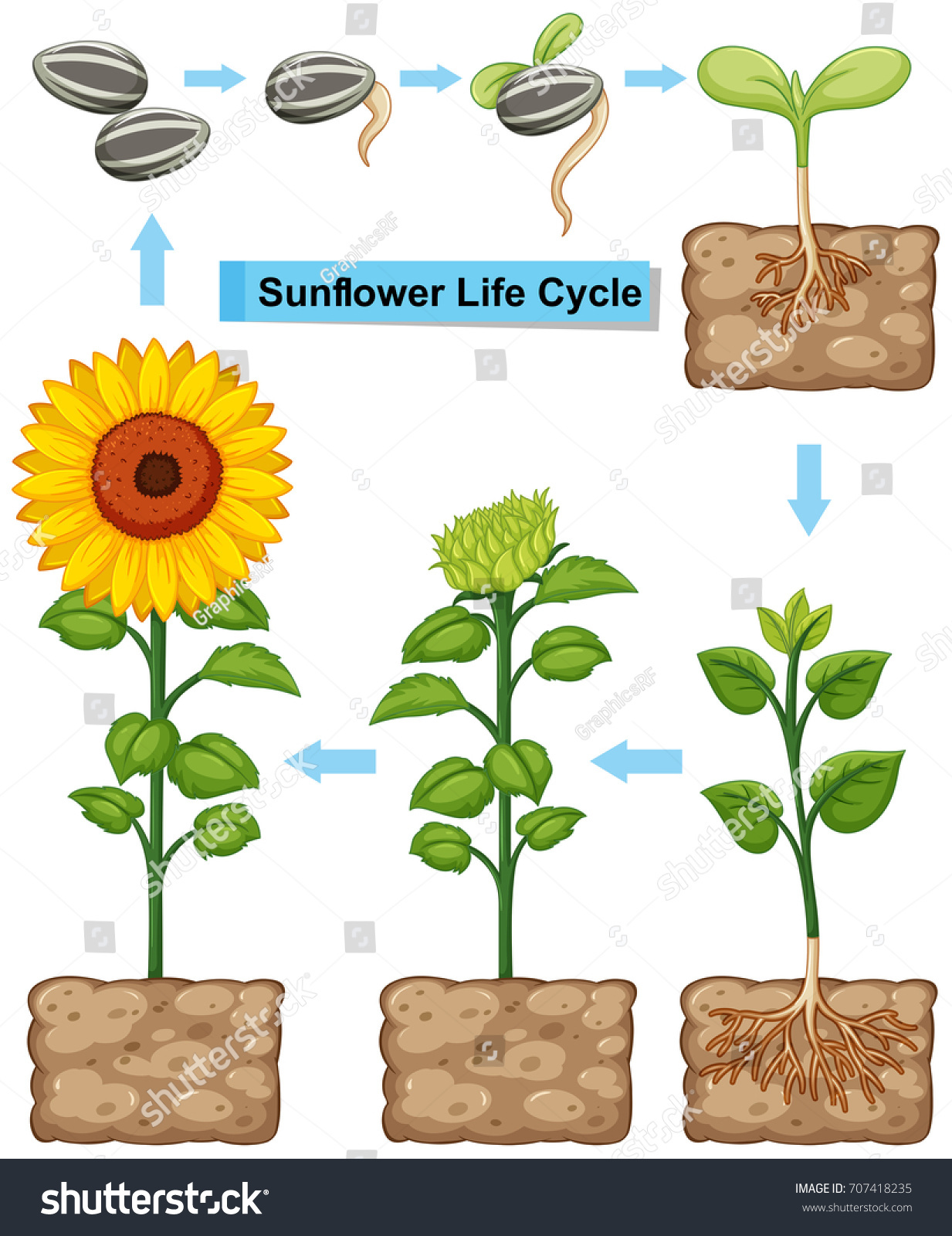 ひまわり植物のライフサイクルイラスト のベクター画像素材 ロイヤリティフリー