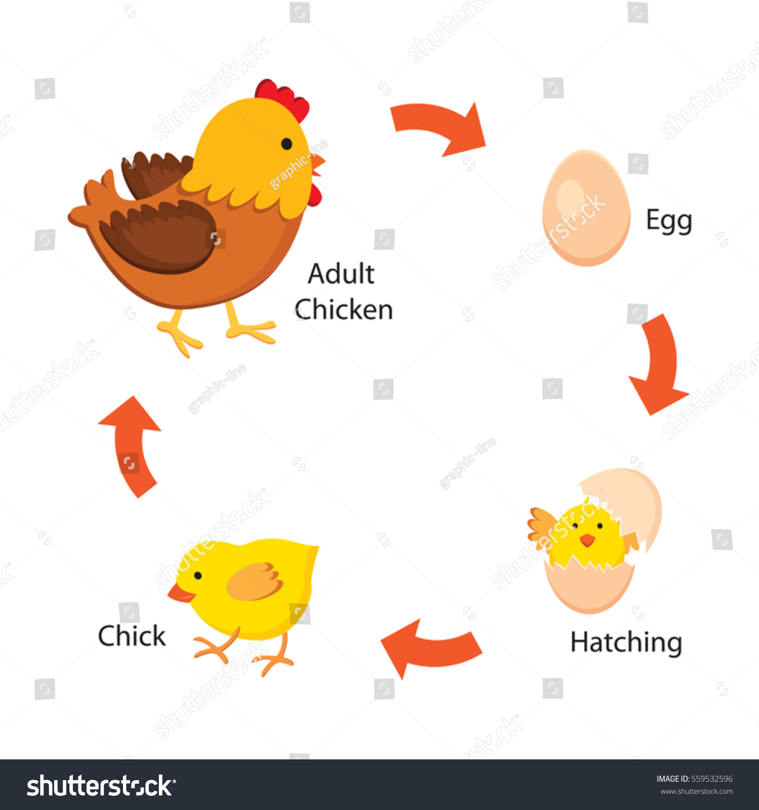 Chicken Life Cycle Art