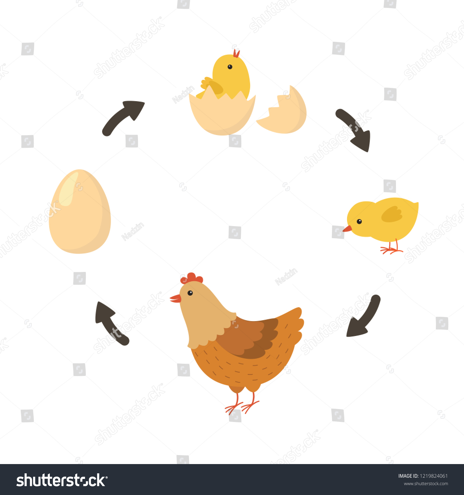 761 Life cycle chickens Images, Stock Photos & Vectors | Shutterstock