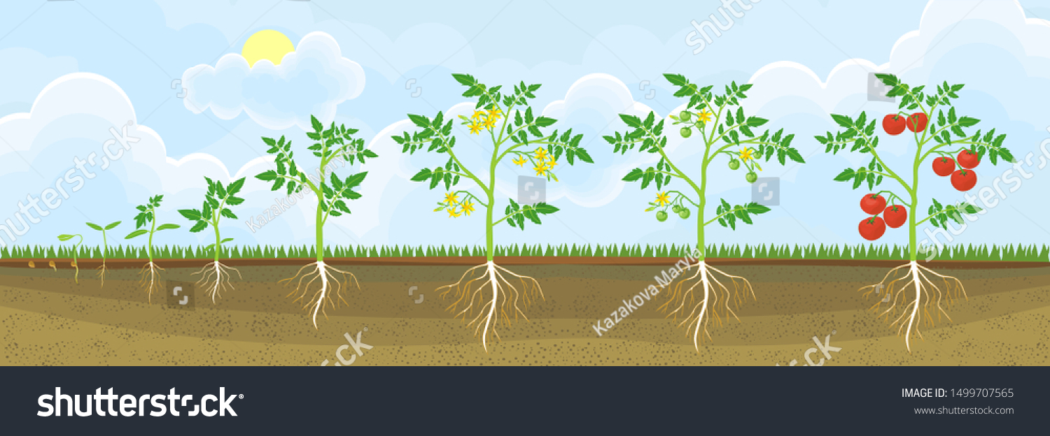 Life Cycle Tomato Plant Growth Stages Stock-vektor (royaltyfri) 1499707565