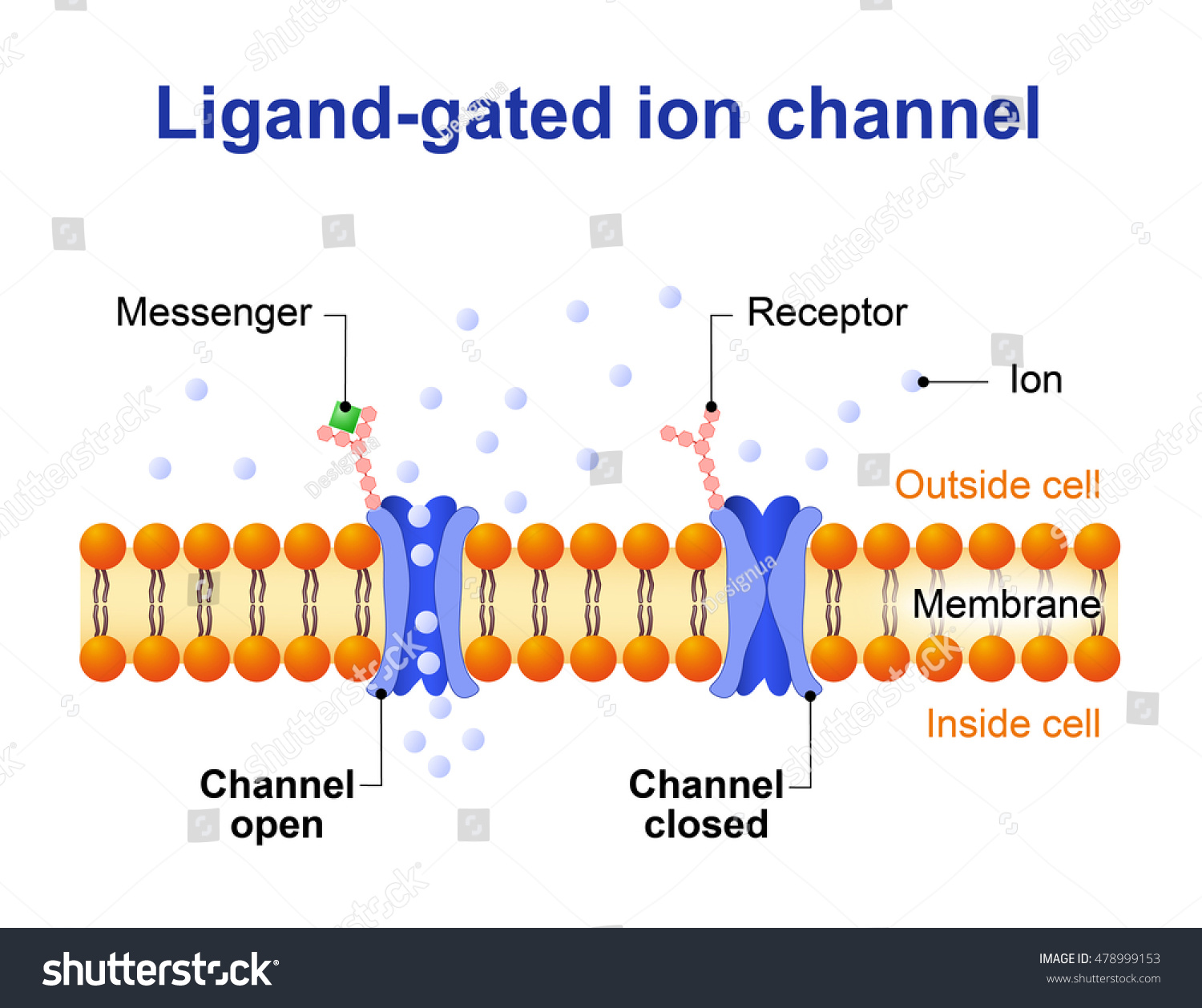 Ligandgated Ion Channel Channel Proteins Which Stock Vector 478999153 ...