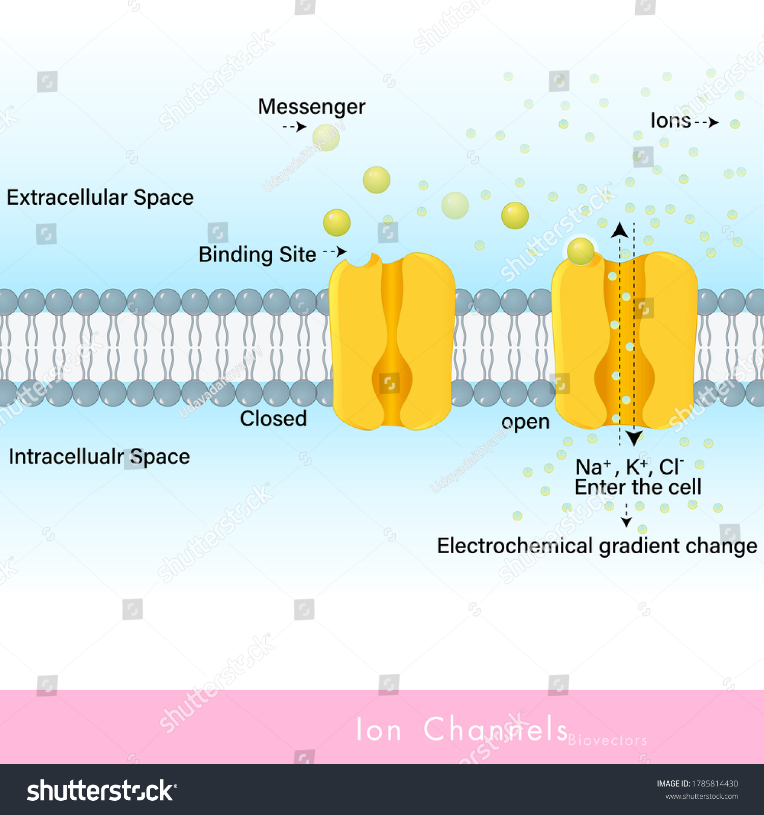 Ionophore Images, Stock Photos & Vectors | Shutterstock