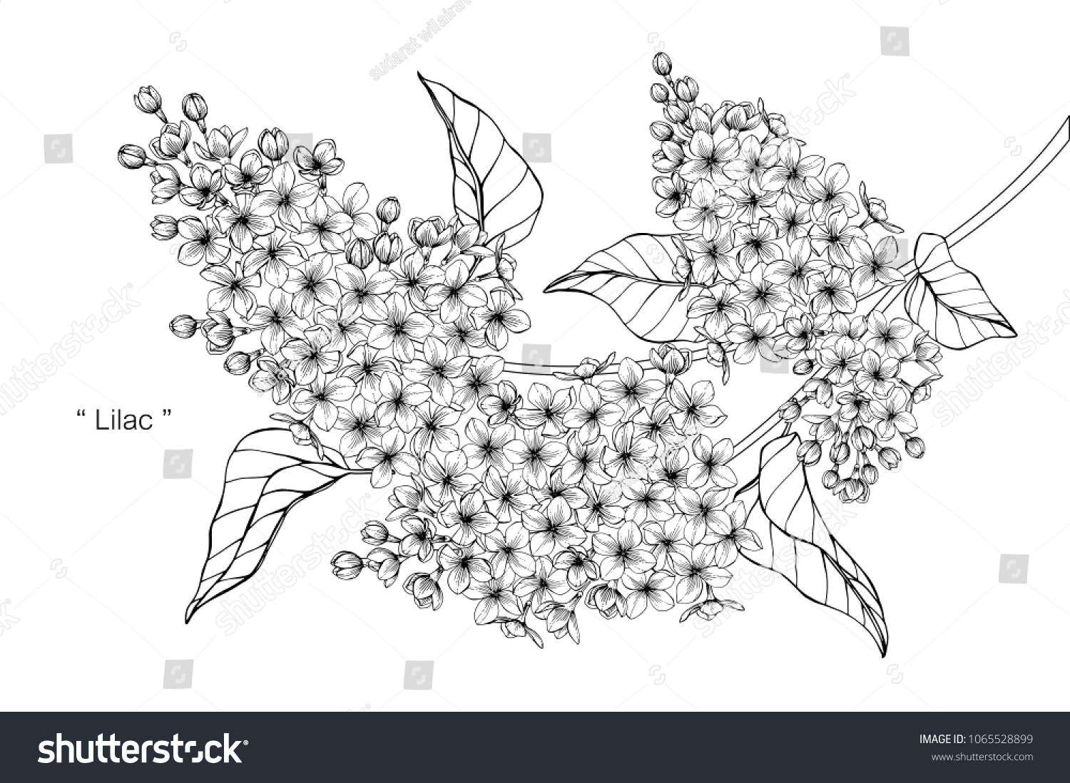 Lilac Flower Drawing Illustration Black White Stock Vector (Royalty ...