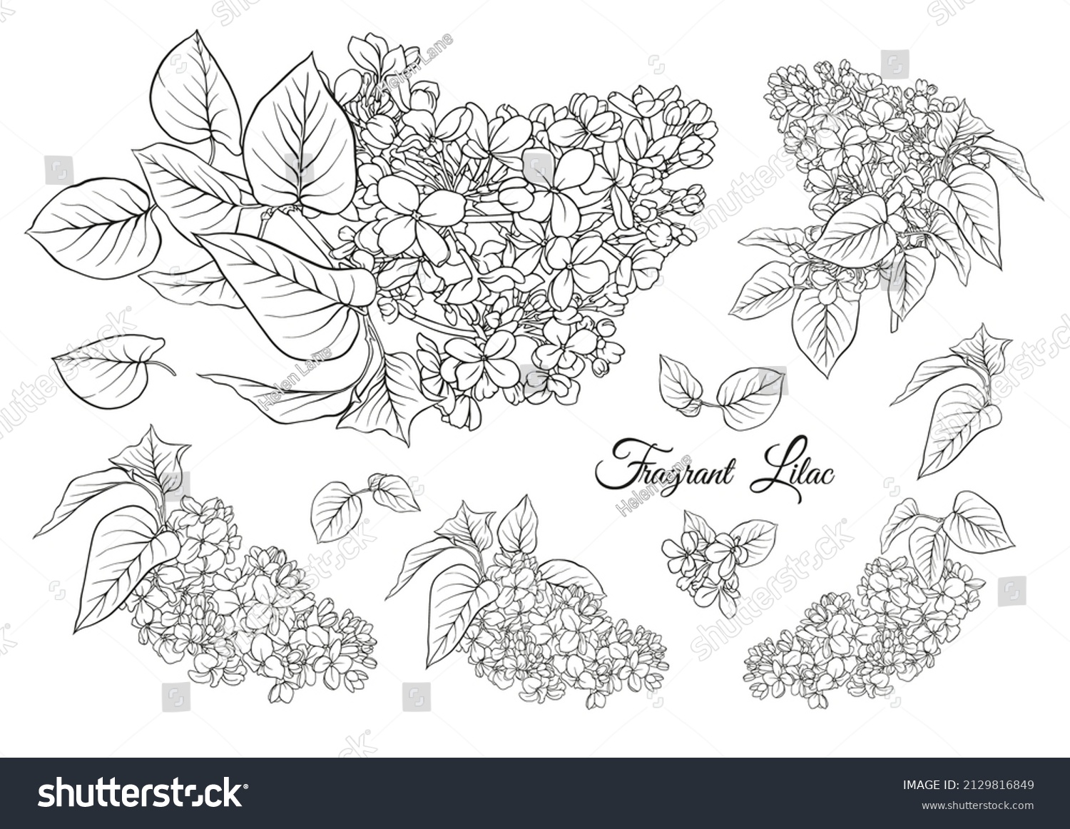 SVG of Lilac flower set in botanical classical drawing. Vector illustration. Isolated on white background. svg