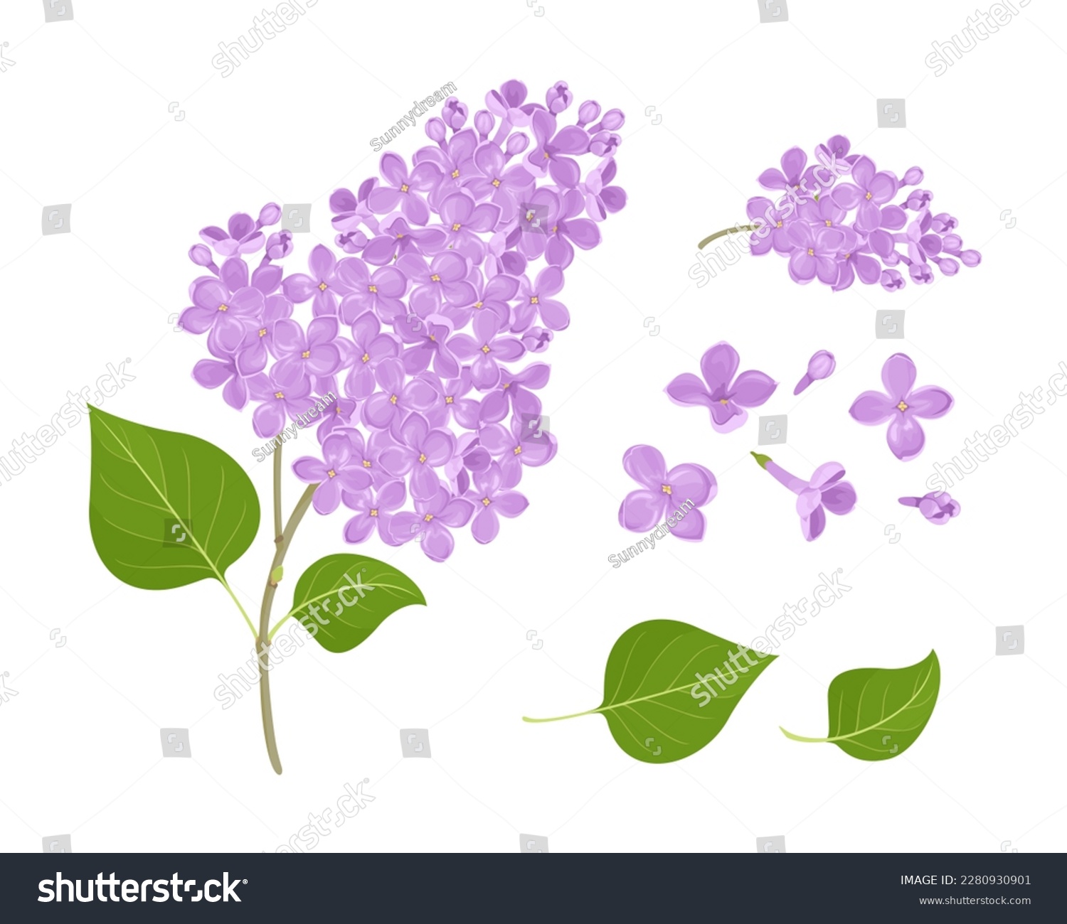 SVG of Lilac flowers set.  Vector cartoon illustration of Lilac branch with green leaf. Floral design element. svg