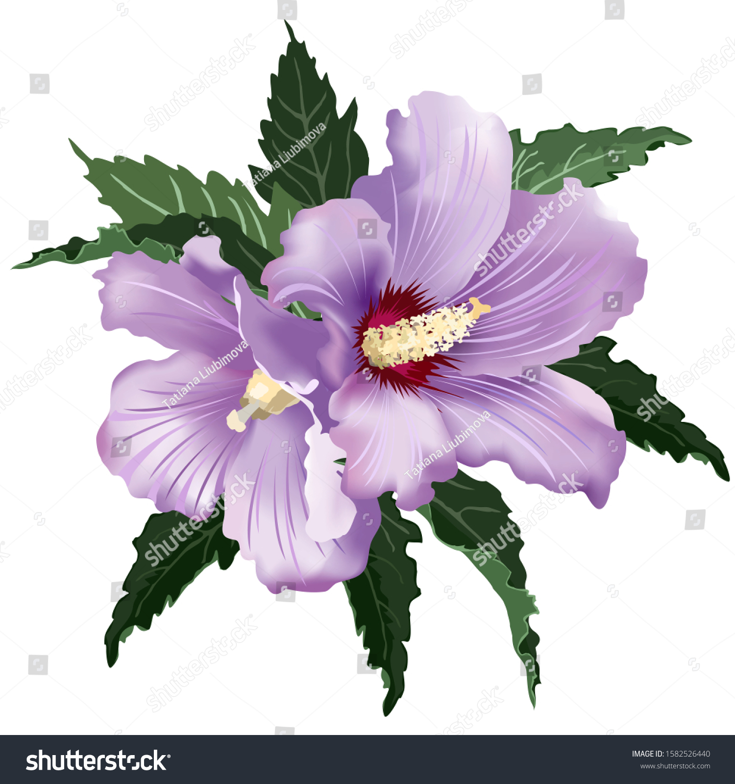 Lilac Hibiscus Flowers Vector Illustration On Stock Vector Royalty Free 1582526440