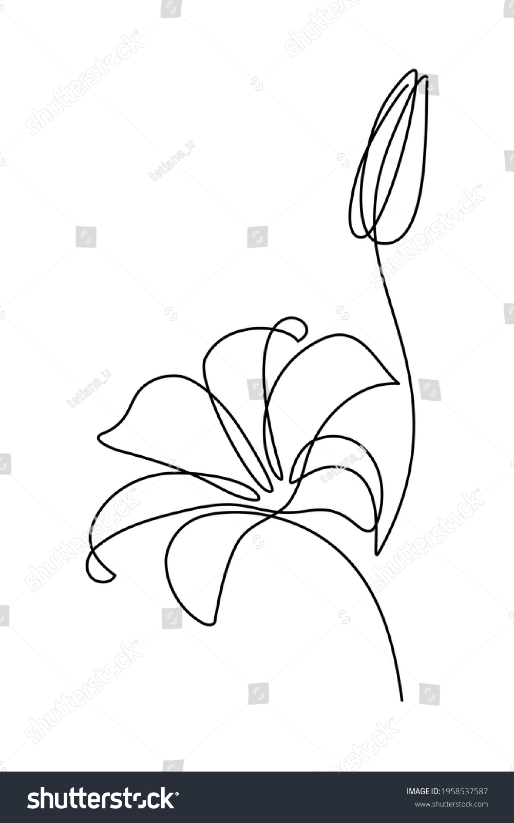 22,544 Lily line drawing Images, Stock Photos & Vectors | Shutterstock