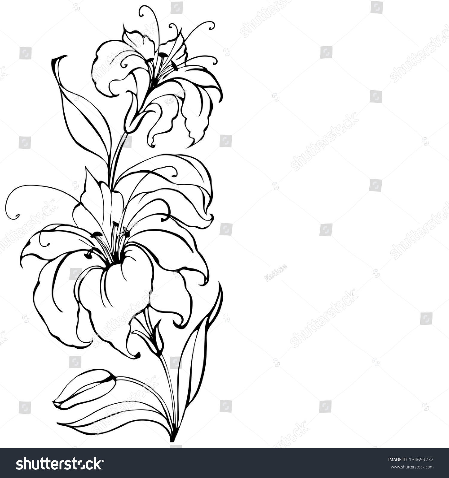 Lily Flower Isolated Over White Vector Stock Vector 134659232