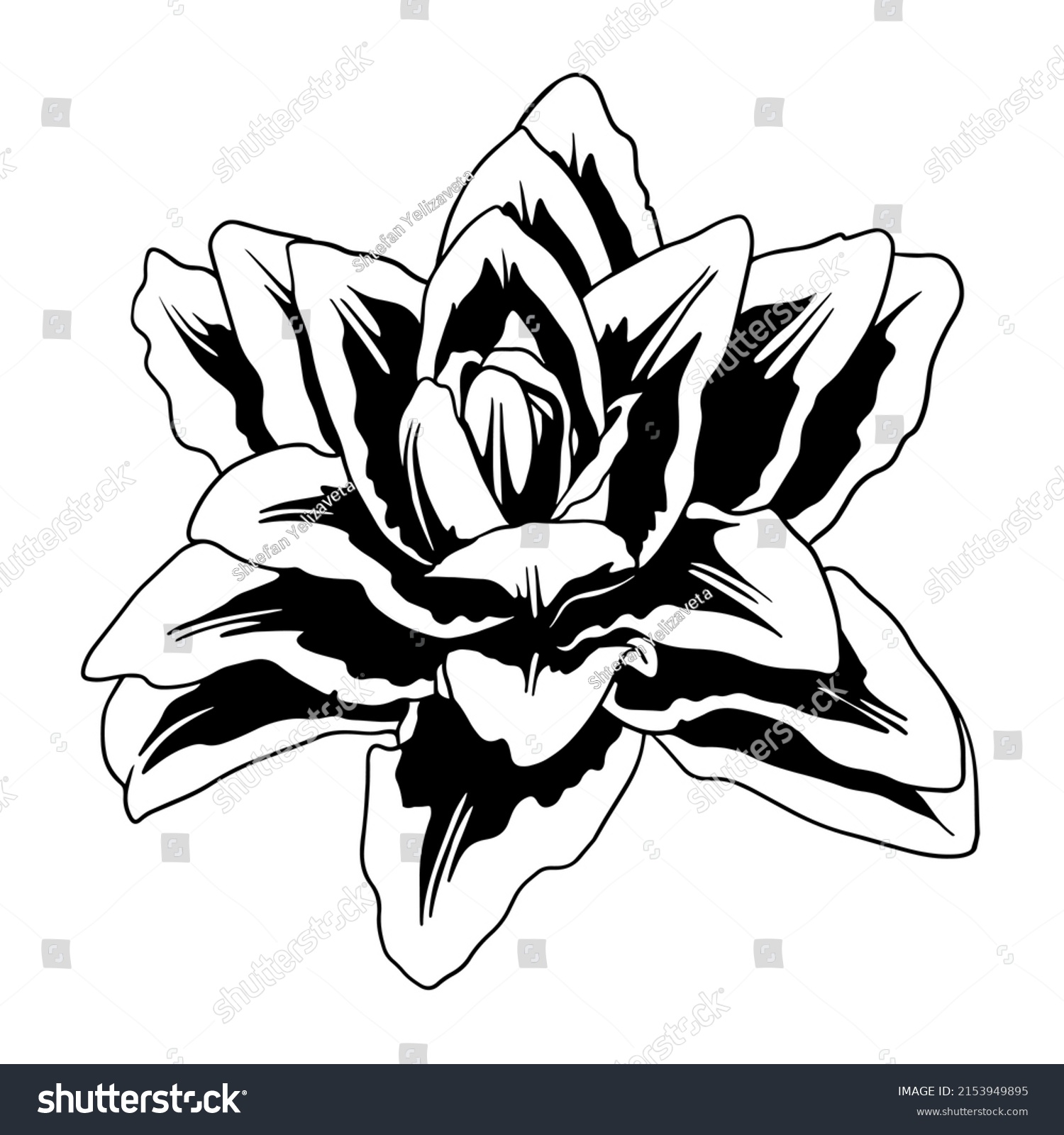 SVG of Lily flower vector. Hand drawn illustration on white background. Isolated element for design of pattern, cosmetics, border, greeting card, flyer, poster, wedding invitations. Tattoo. Cut file clip art svg