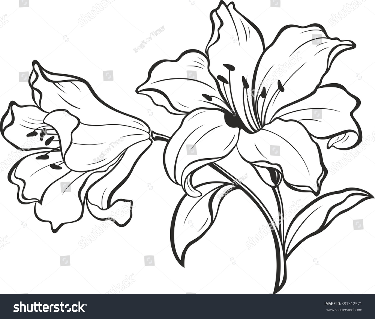 Lily Flowers. Blooming Lily. Card Or Floral Background With Blooming ...