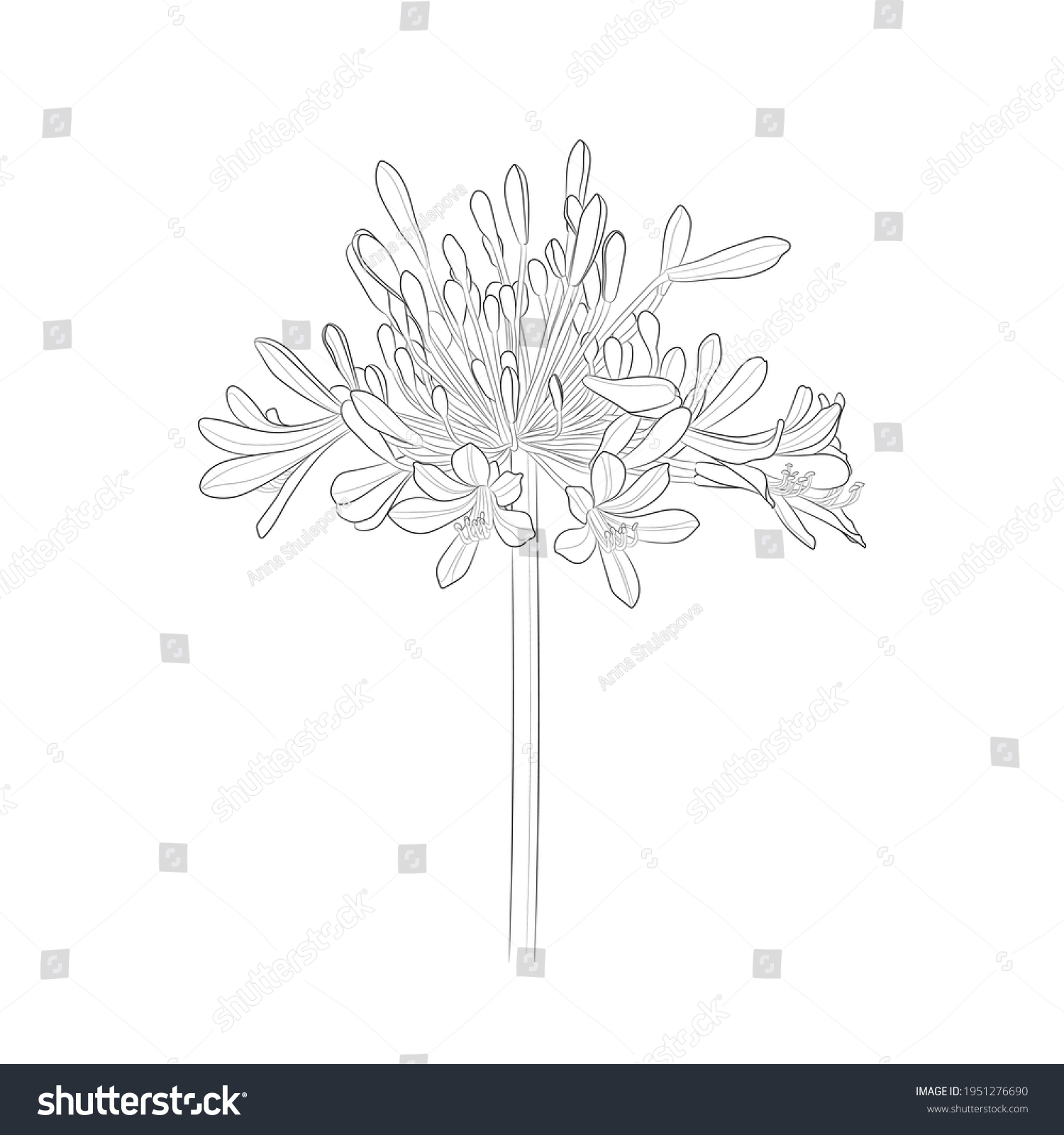 SVG of Lily of the Nile (Agapanthus). Black outline flower on white background. Vector illustration. svg